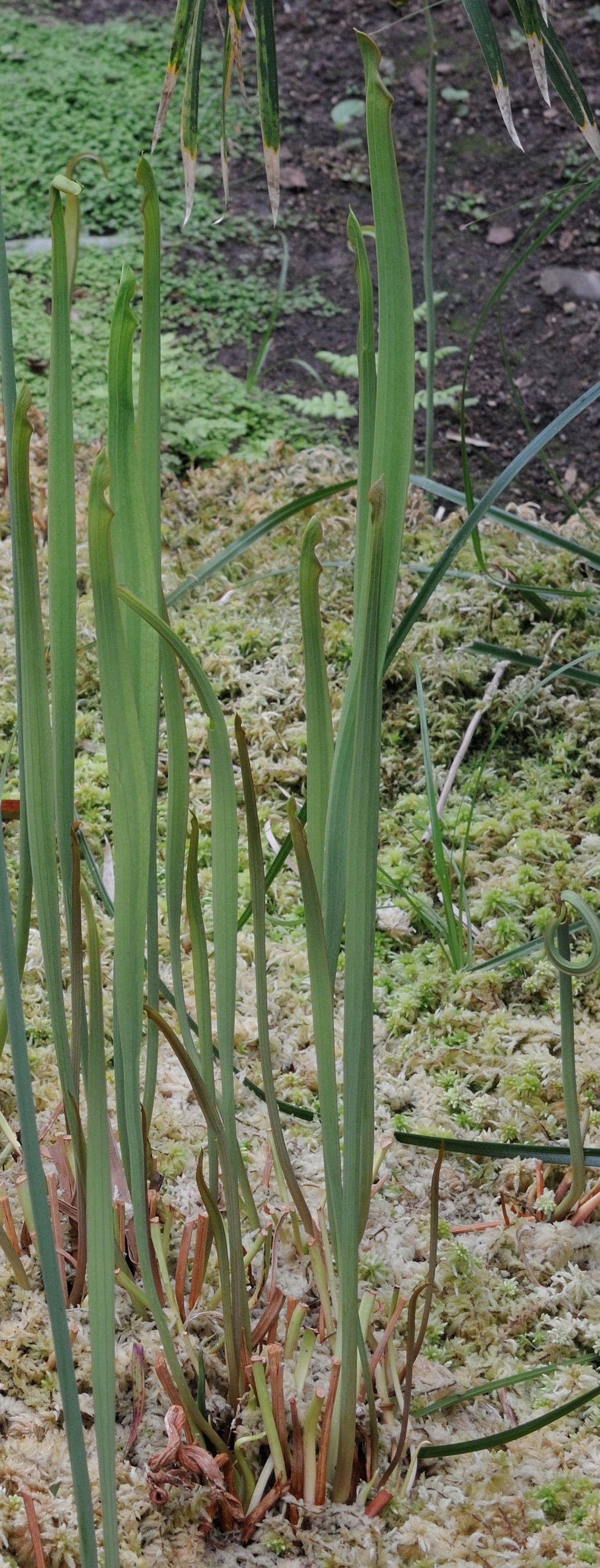 sarracenia_flava_flava2md