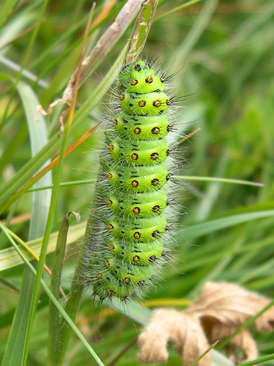 saturnia_pavonia_ch1md