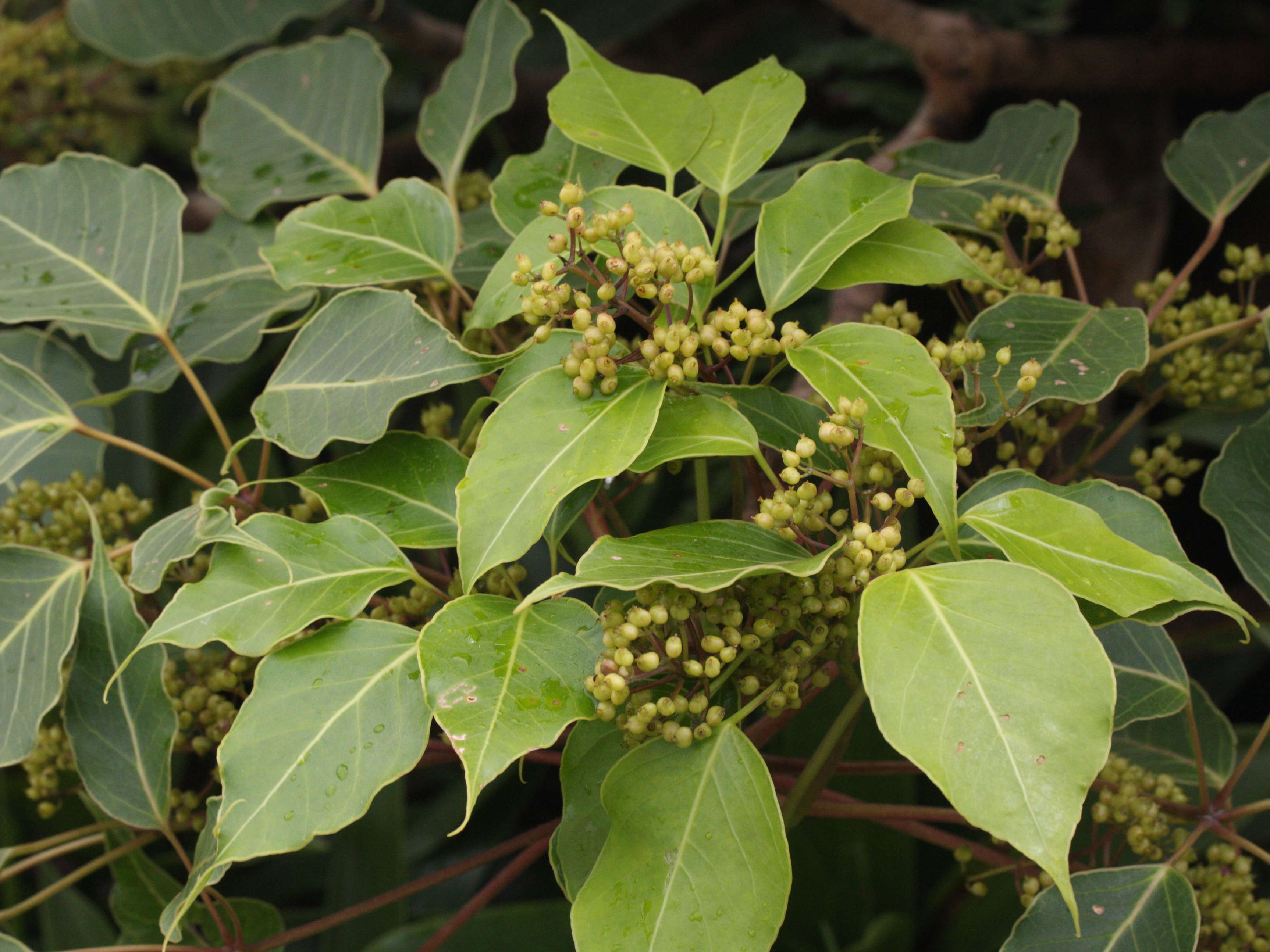 schefflera_attenuata3md