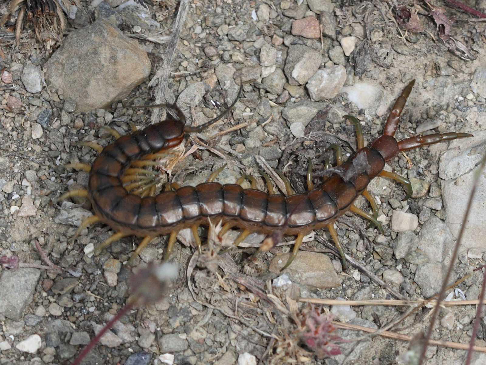 Afficher le média scolopendra_cingulata5bd scolopendra_cingulata5bd