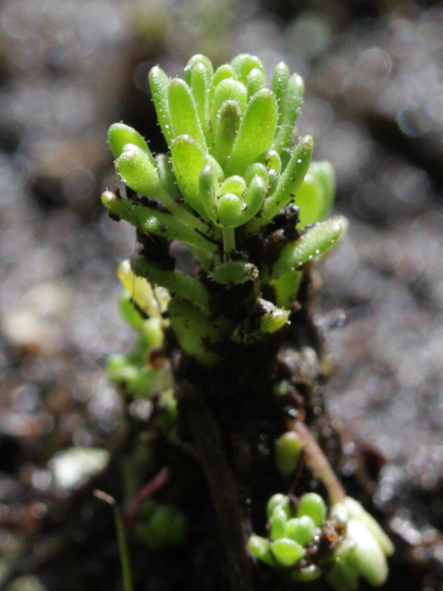 sedum_villosum3bd