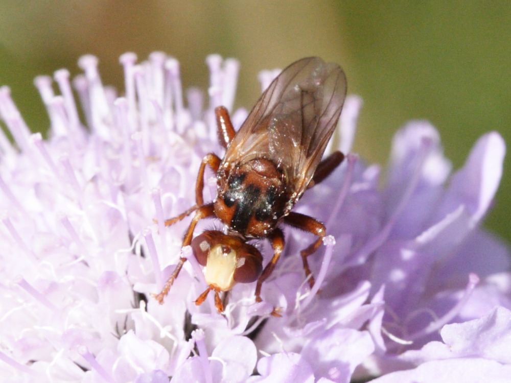 sicus_ferrugineus3md
