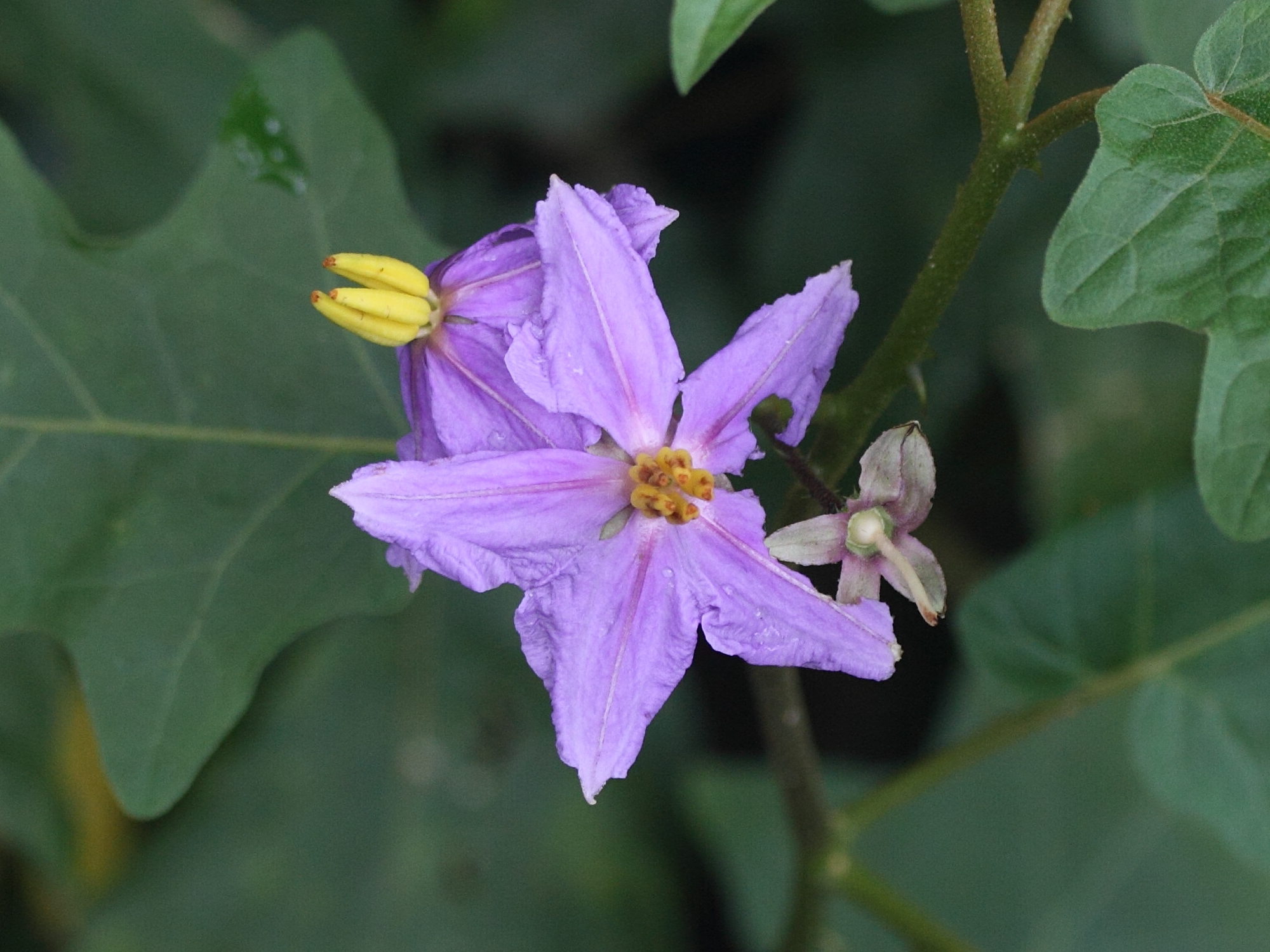 solanum_erythracanthum2md