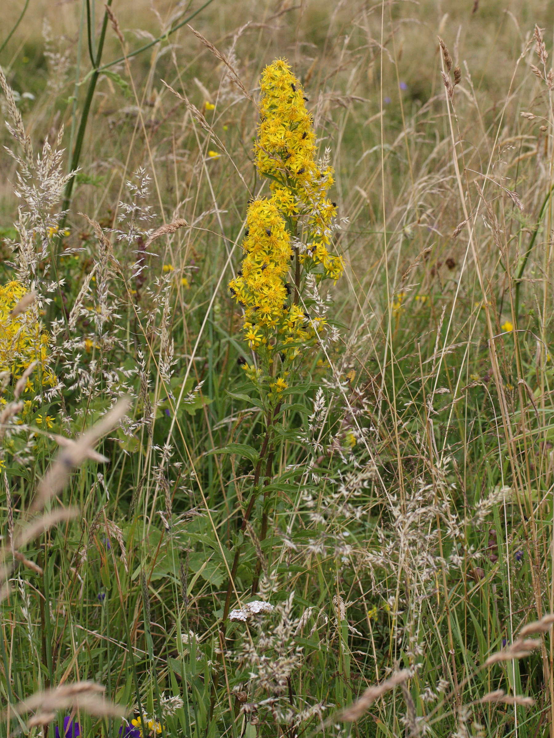 solidago_virgaurea_vulgaris1md