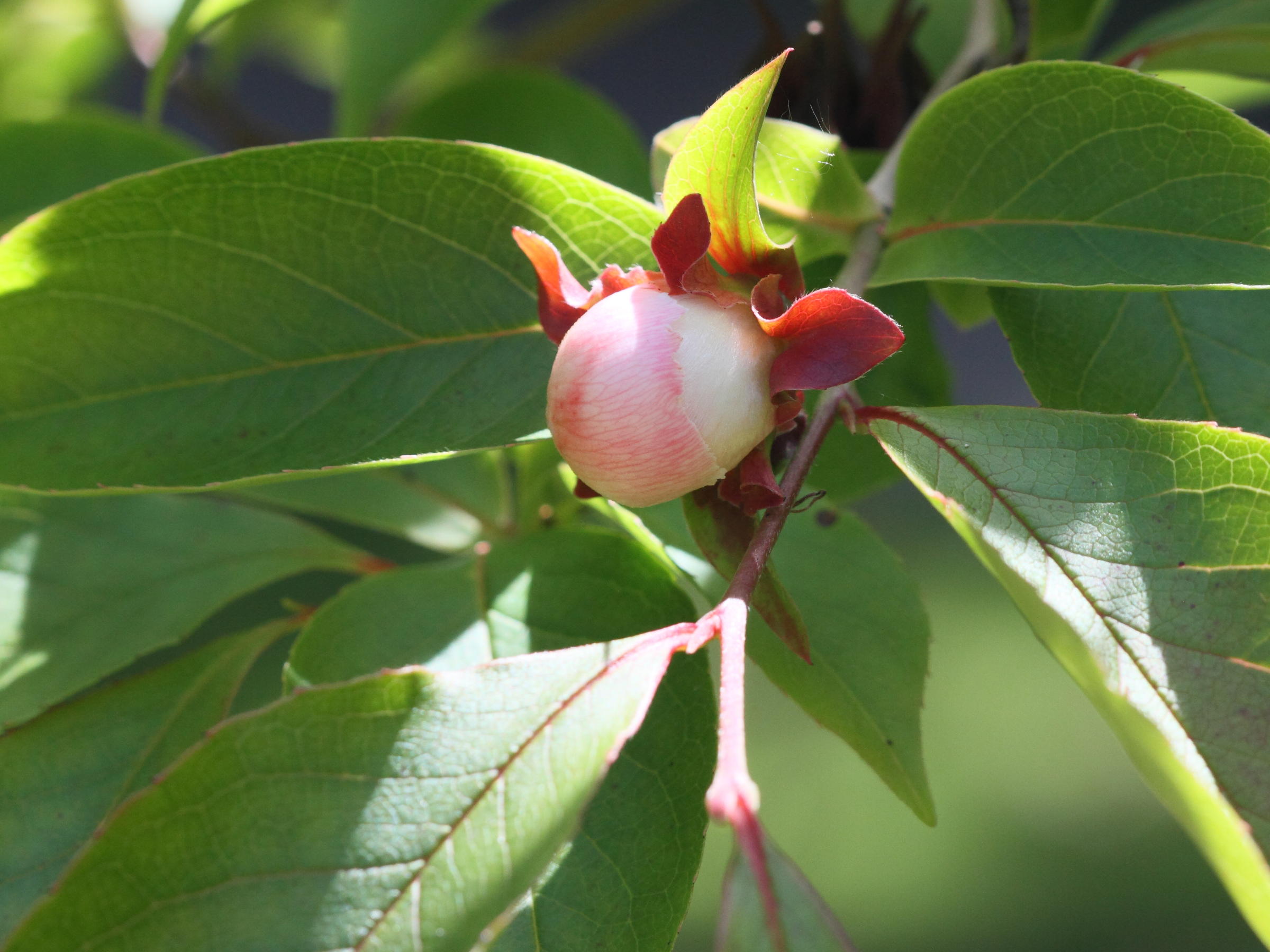 stewartia_rostrata5bd