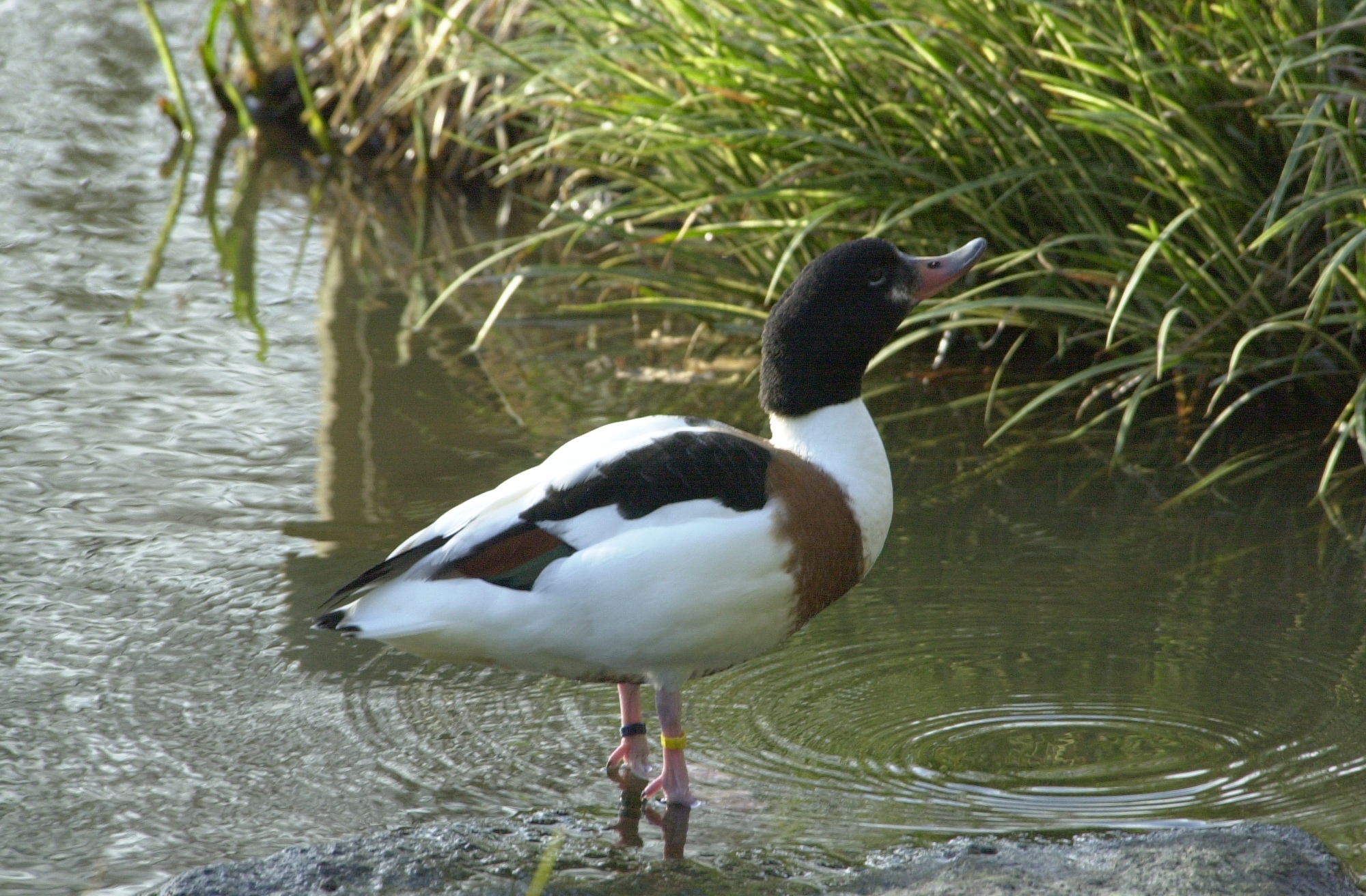 tadorne_de_belon_-_tadorna_tadorna2md