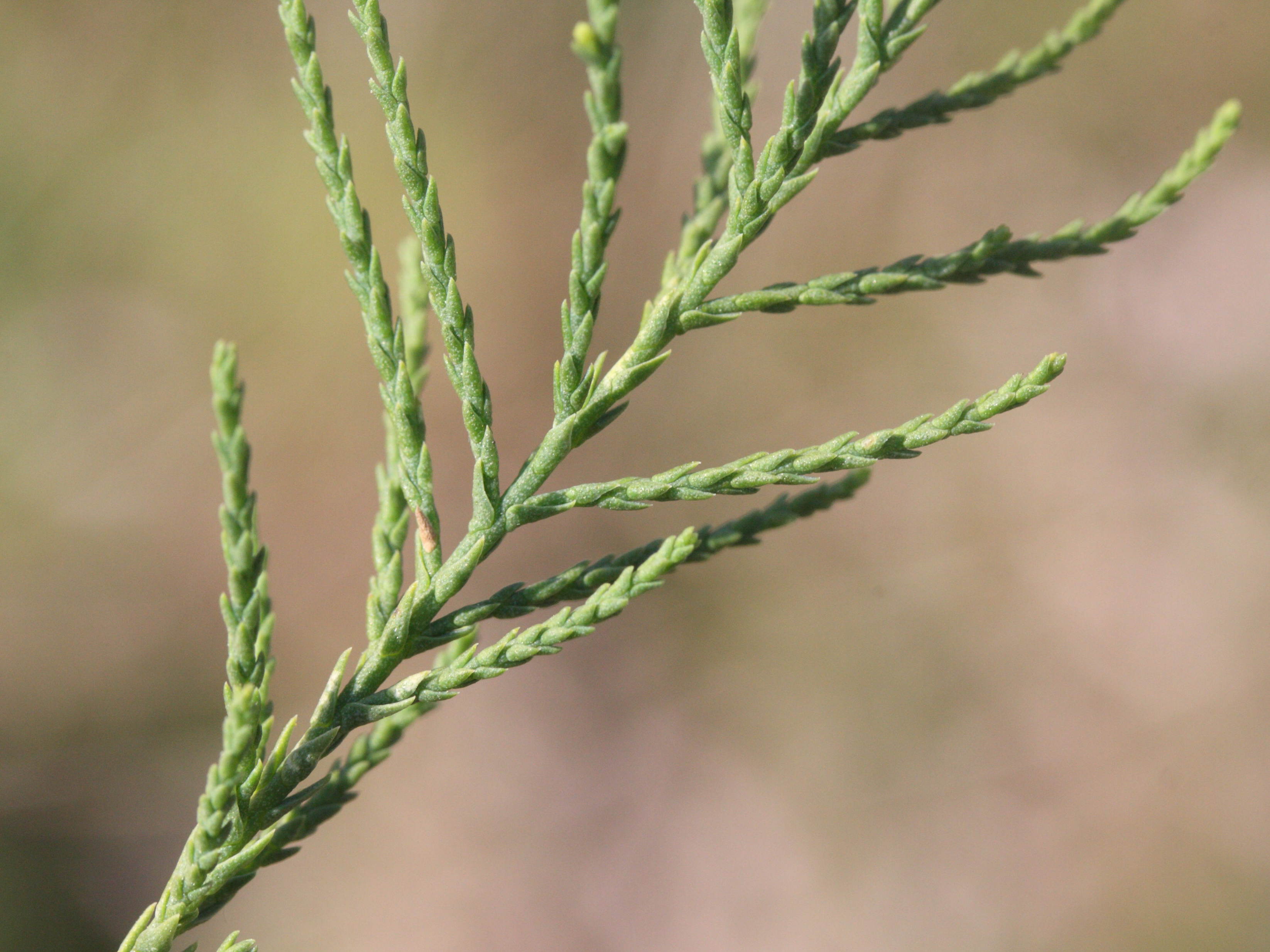 tamarix_smyrnensis2md