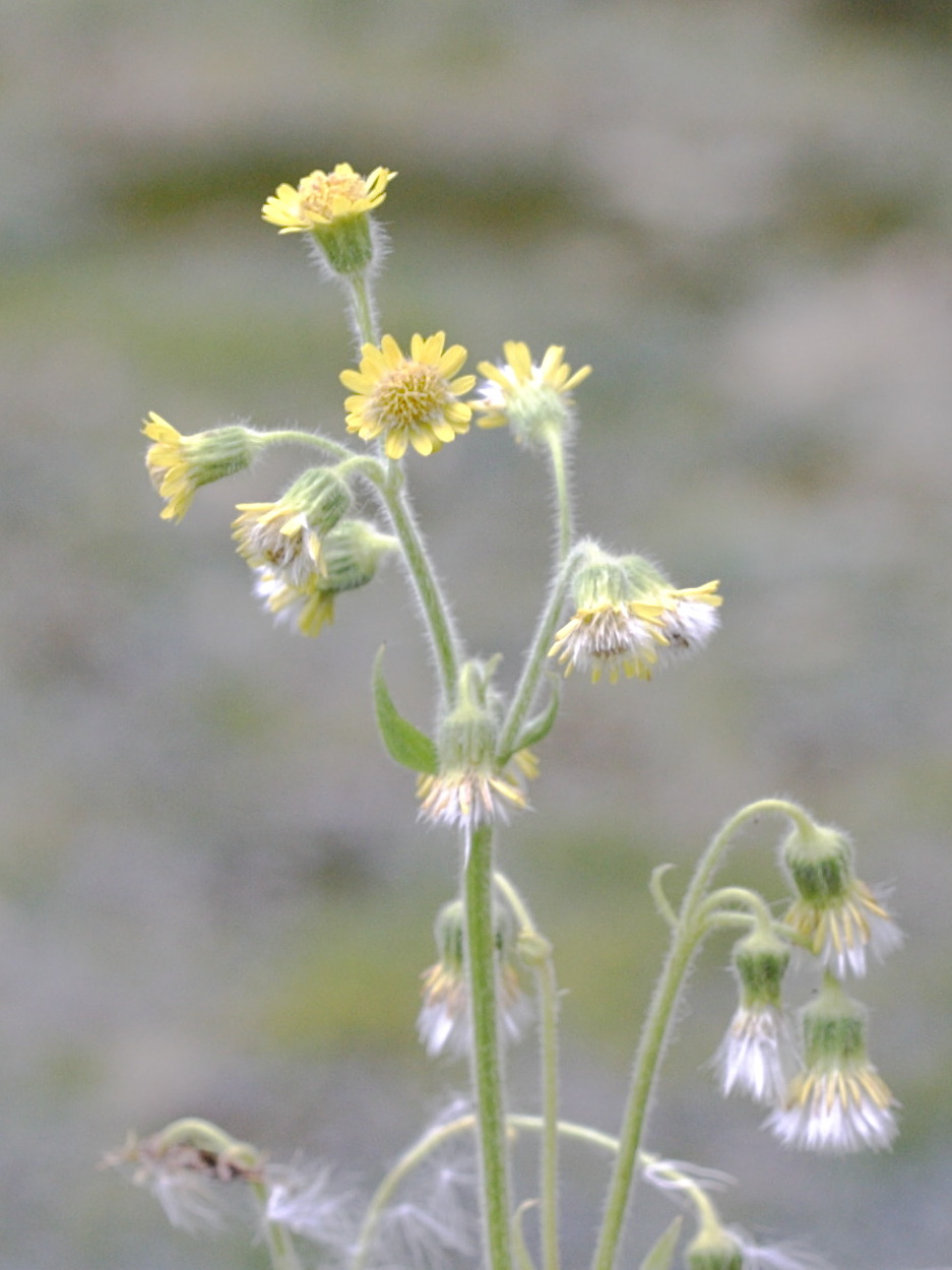 tephroseris_palustris2md