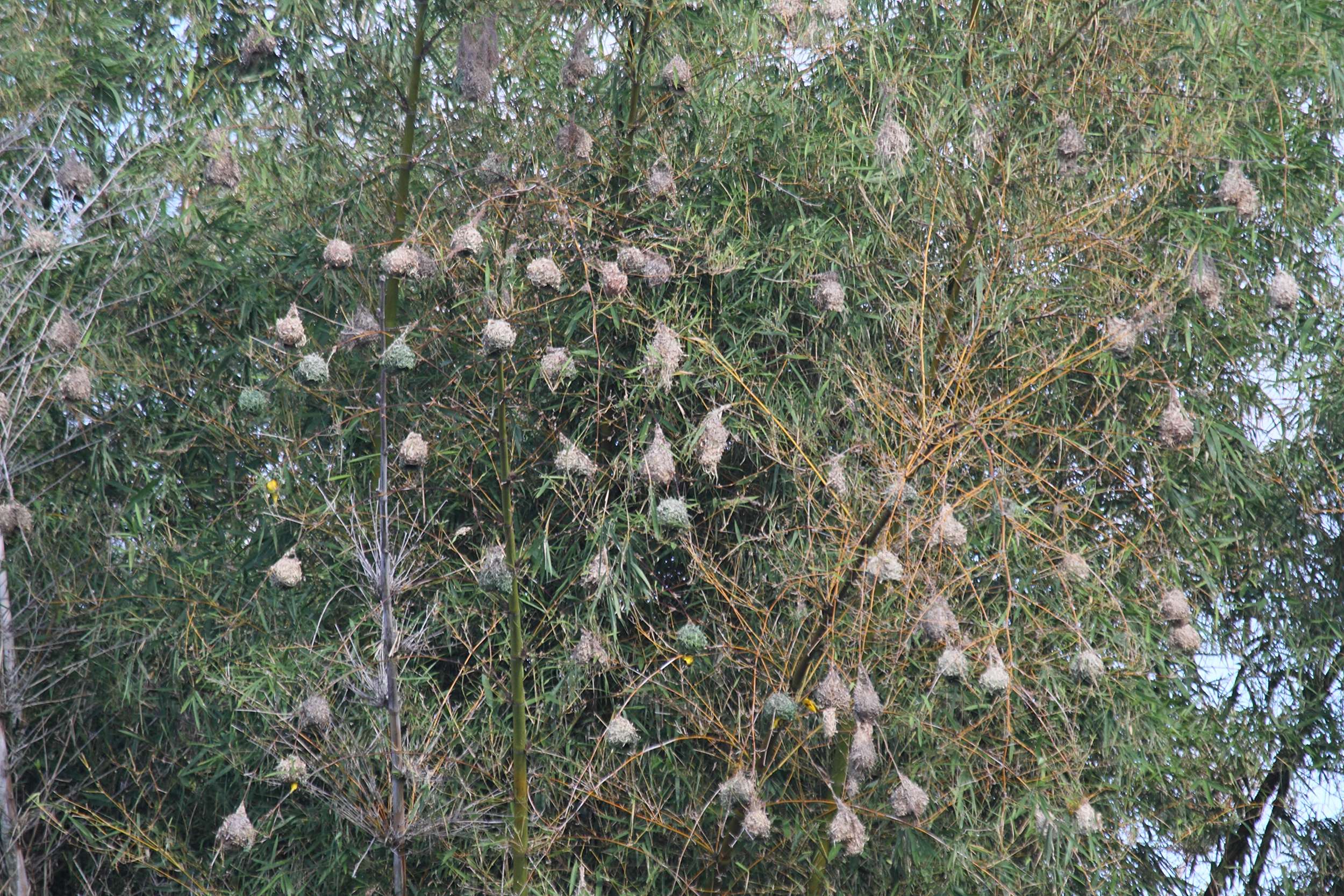 tisserin_gendarme_-_ploceus_cucullatus_spilonotus9md