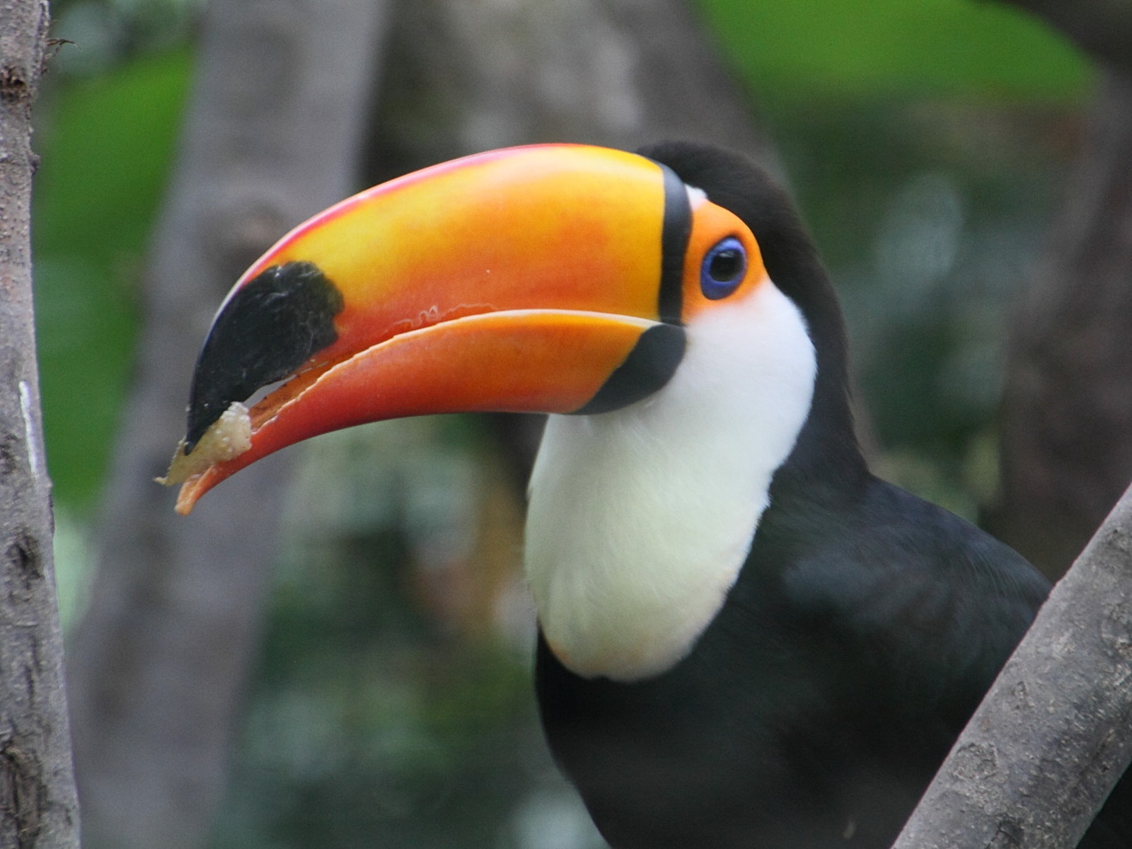 toucan_toco_-_ramphastos_toco2md