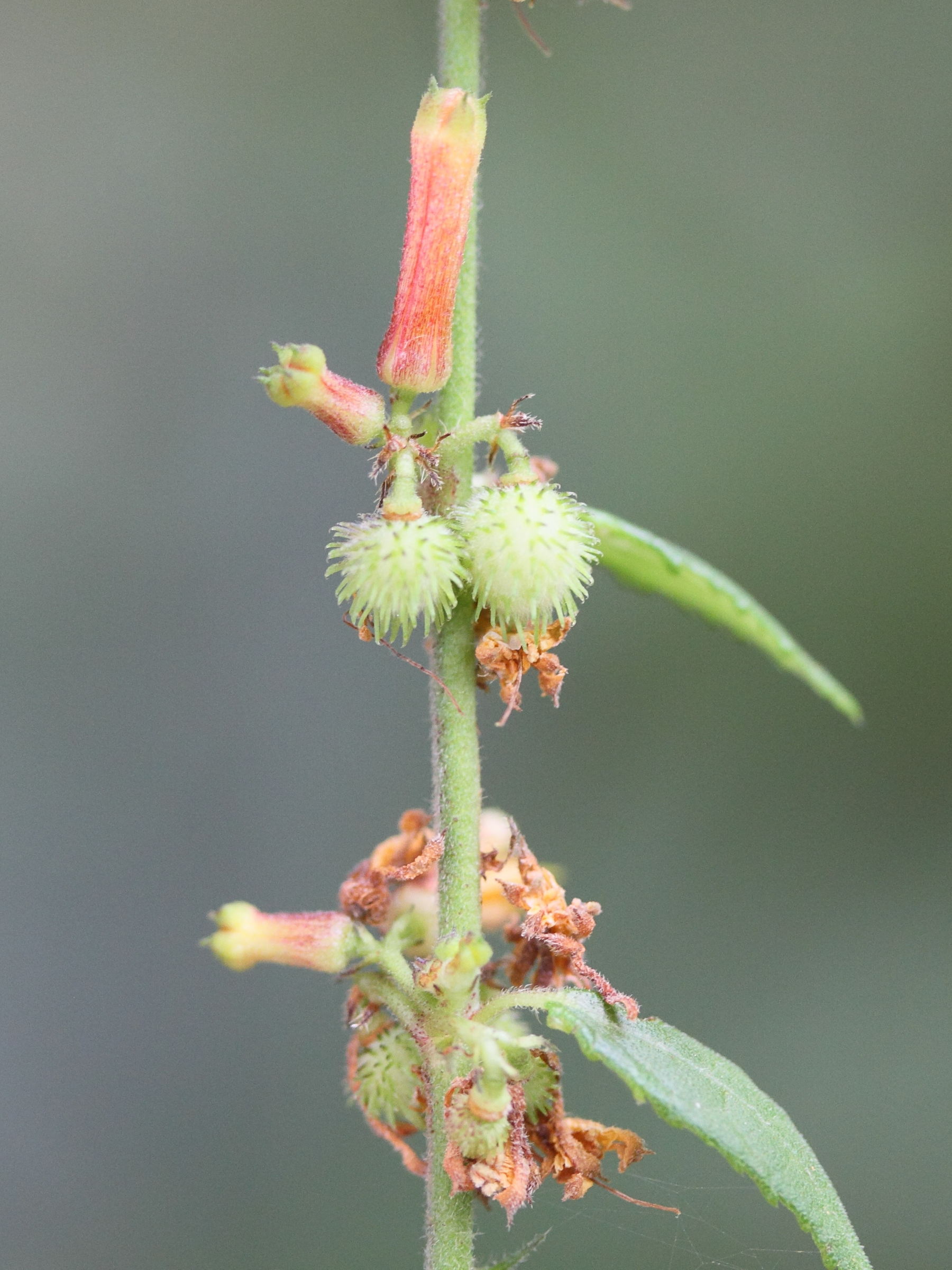 triumfetta_rhomboidea3md