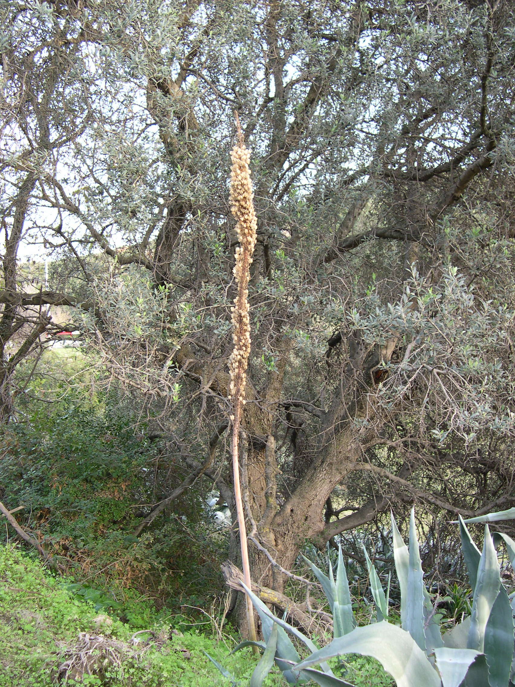 urginea_maritima3amd
