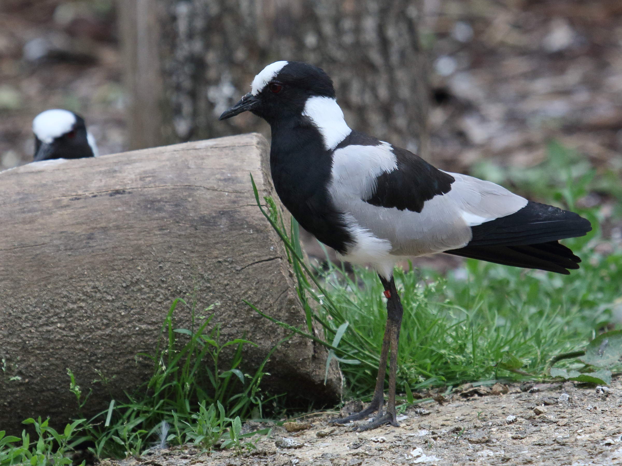 vanneau_arme_-_vanellus_armatus4bd