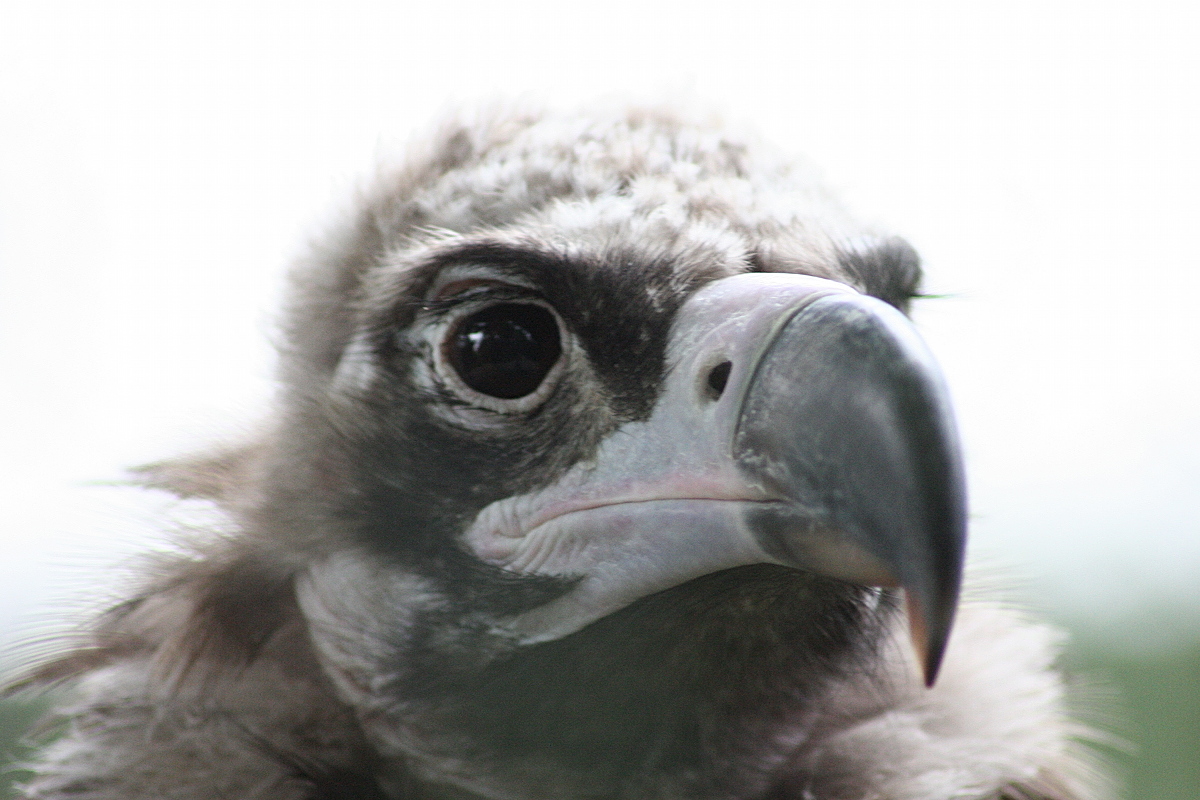 vautour_moine_-_aegypius_monachus2md