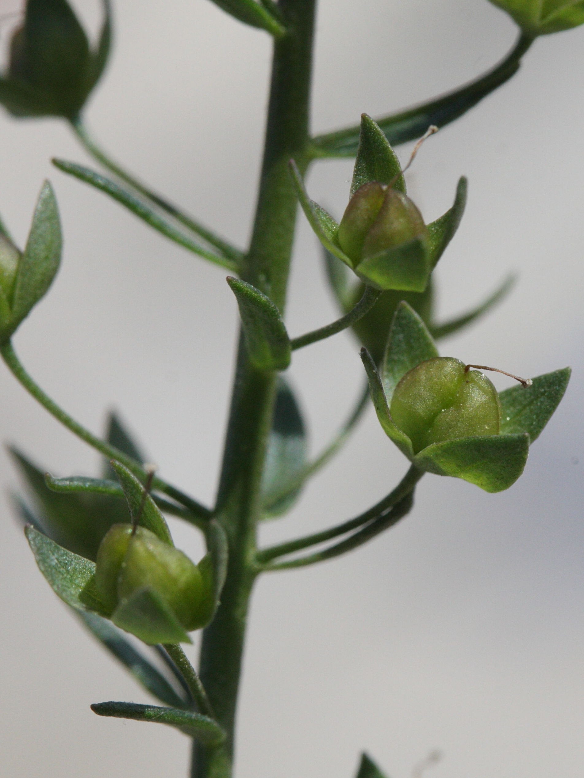 Afficher le média veronica_anagallis-aquatica3md veronica_anagallis-aquatica3md