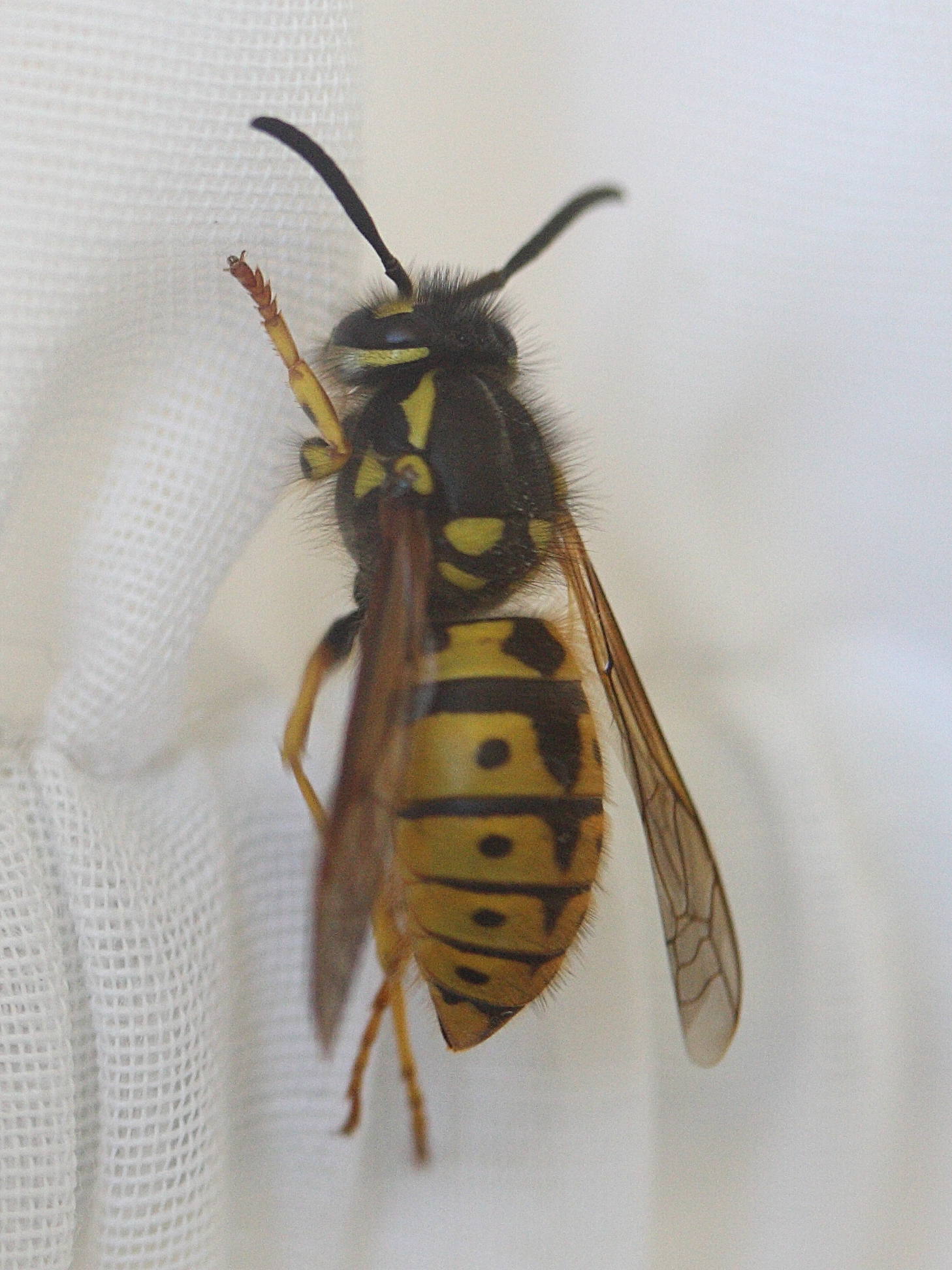 vespula_germanica5md