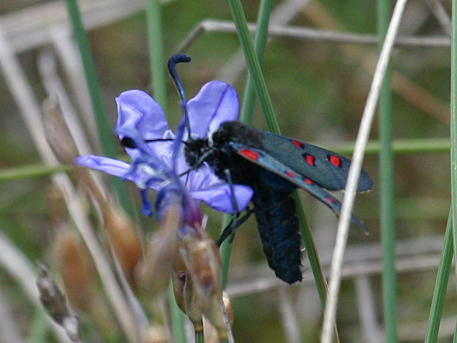 zygaena_lavandulae2bd