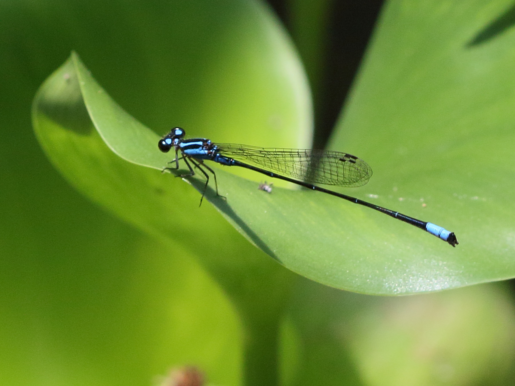 acanthagrion_trilobatum1bd