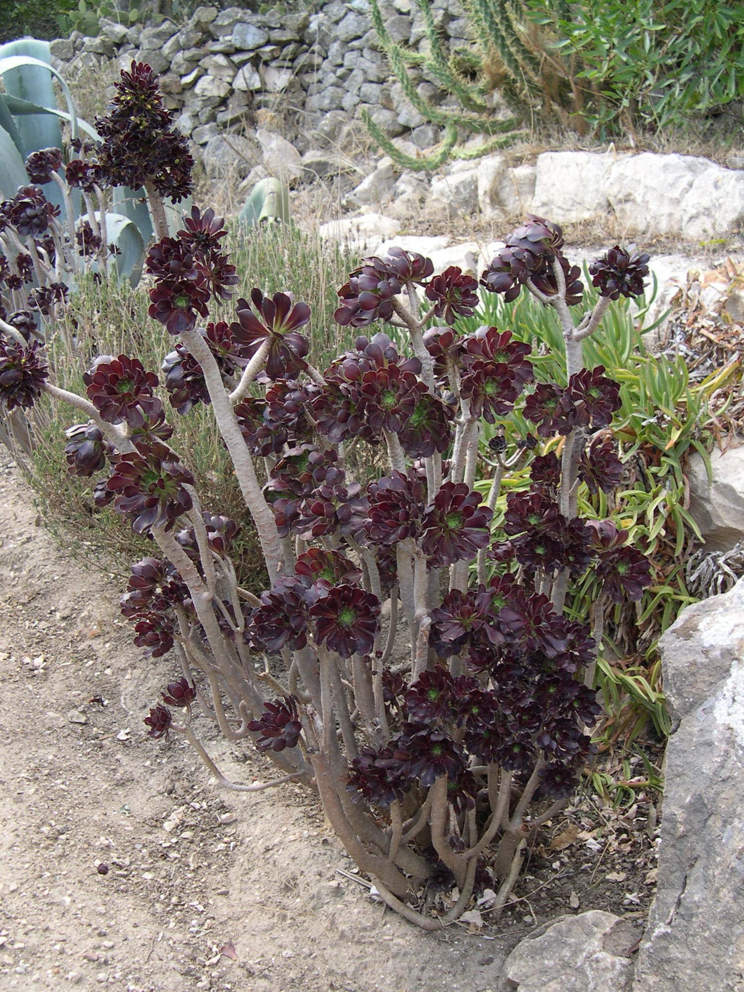 aeonium_arboreum3md
