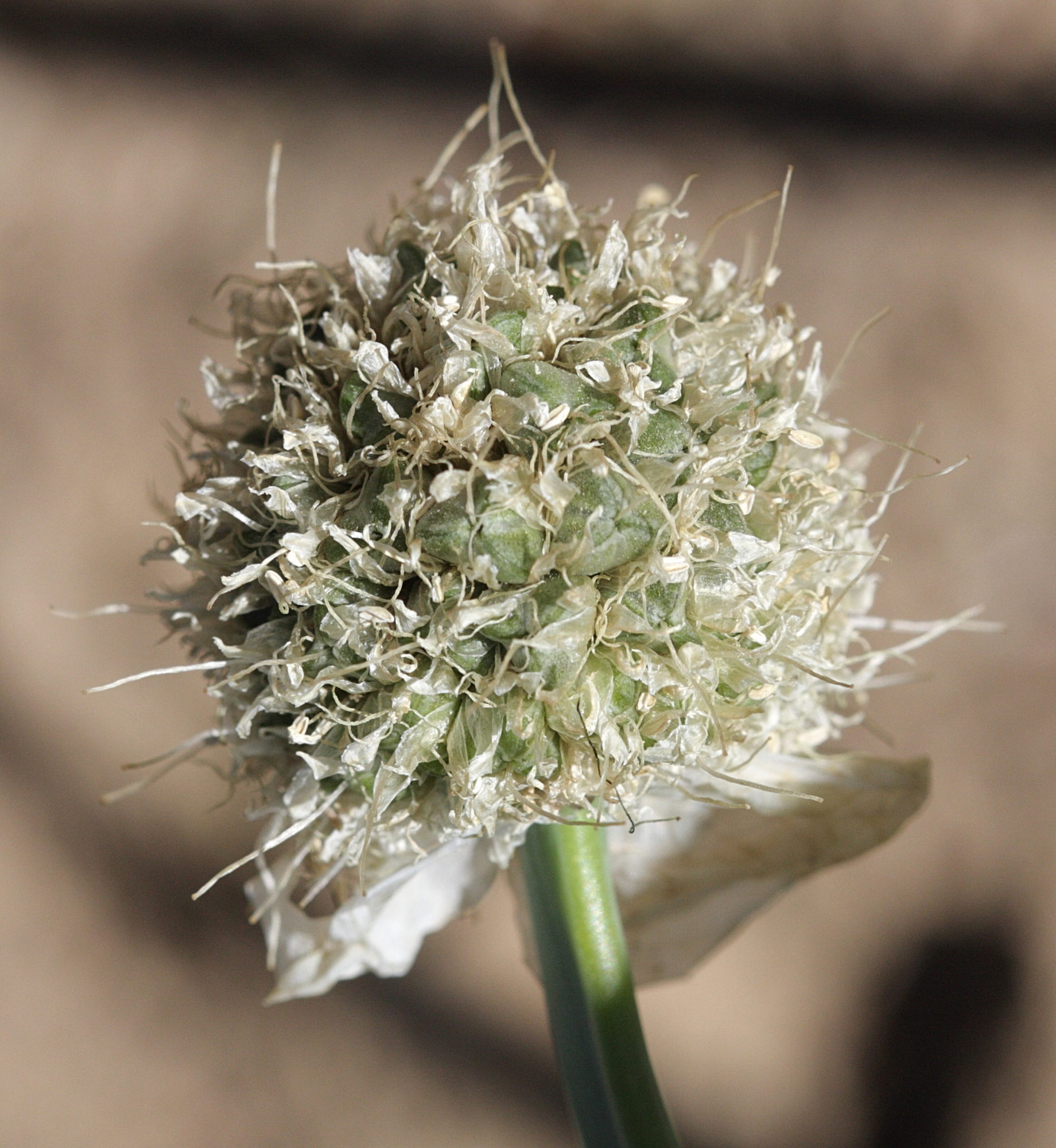 allium_altaicum3bd