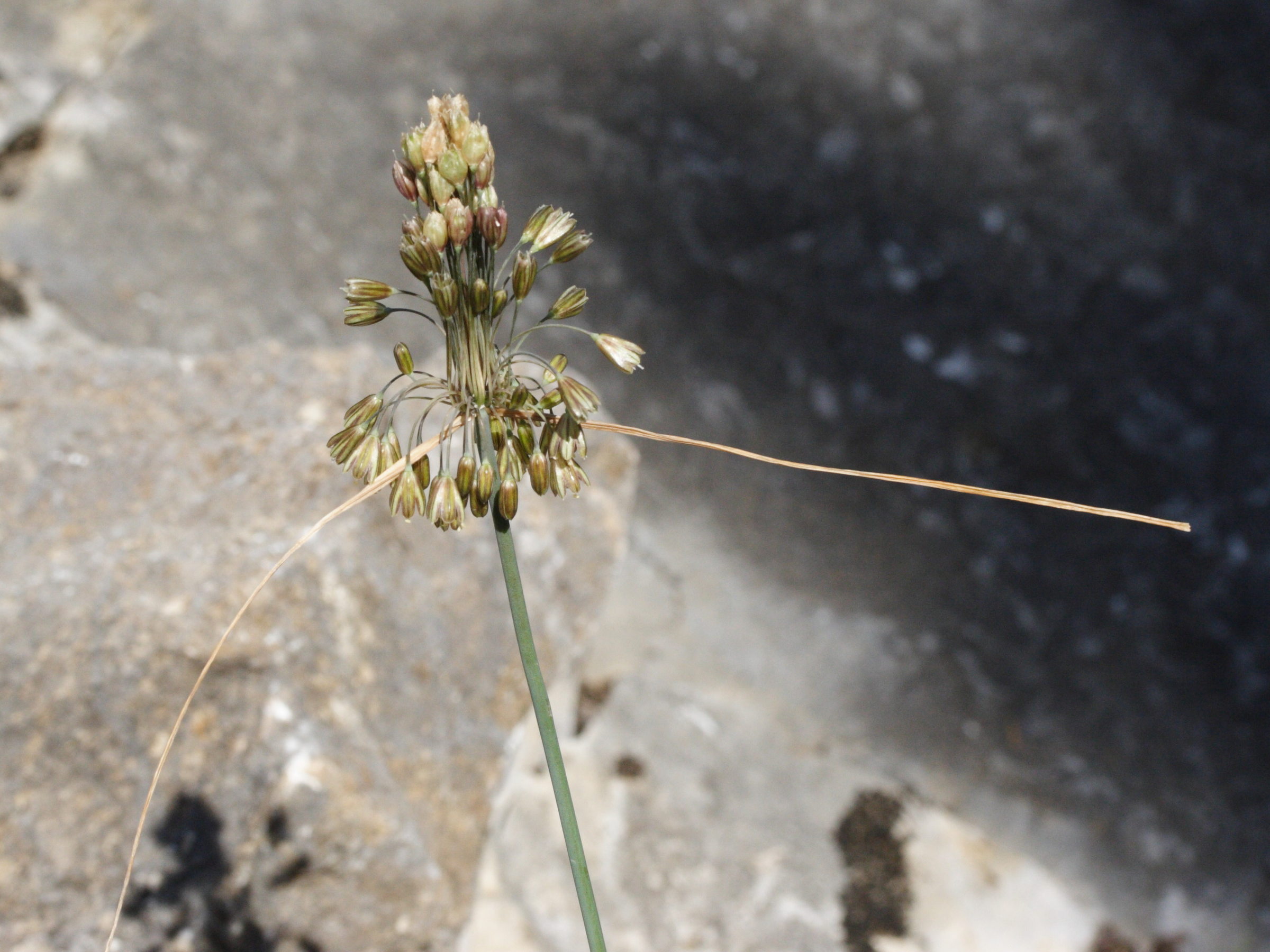 allium_paniculatum2md