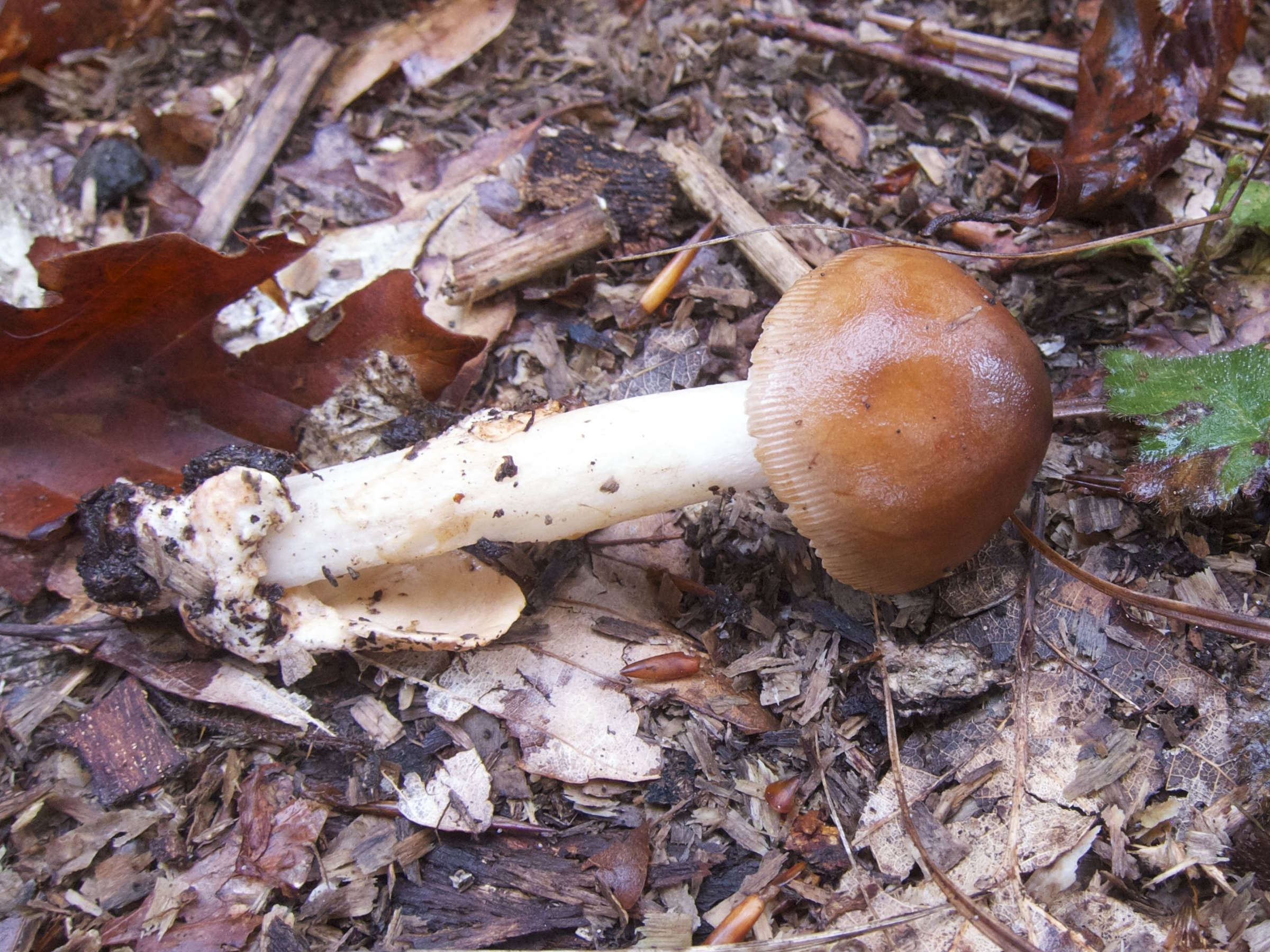 amanita_fulva2bd