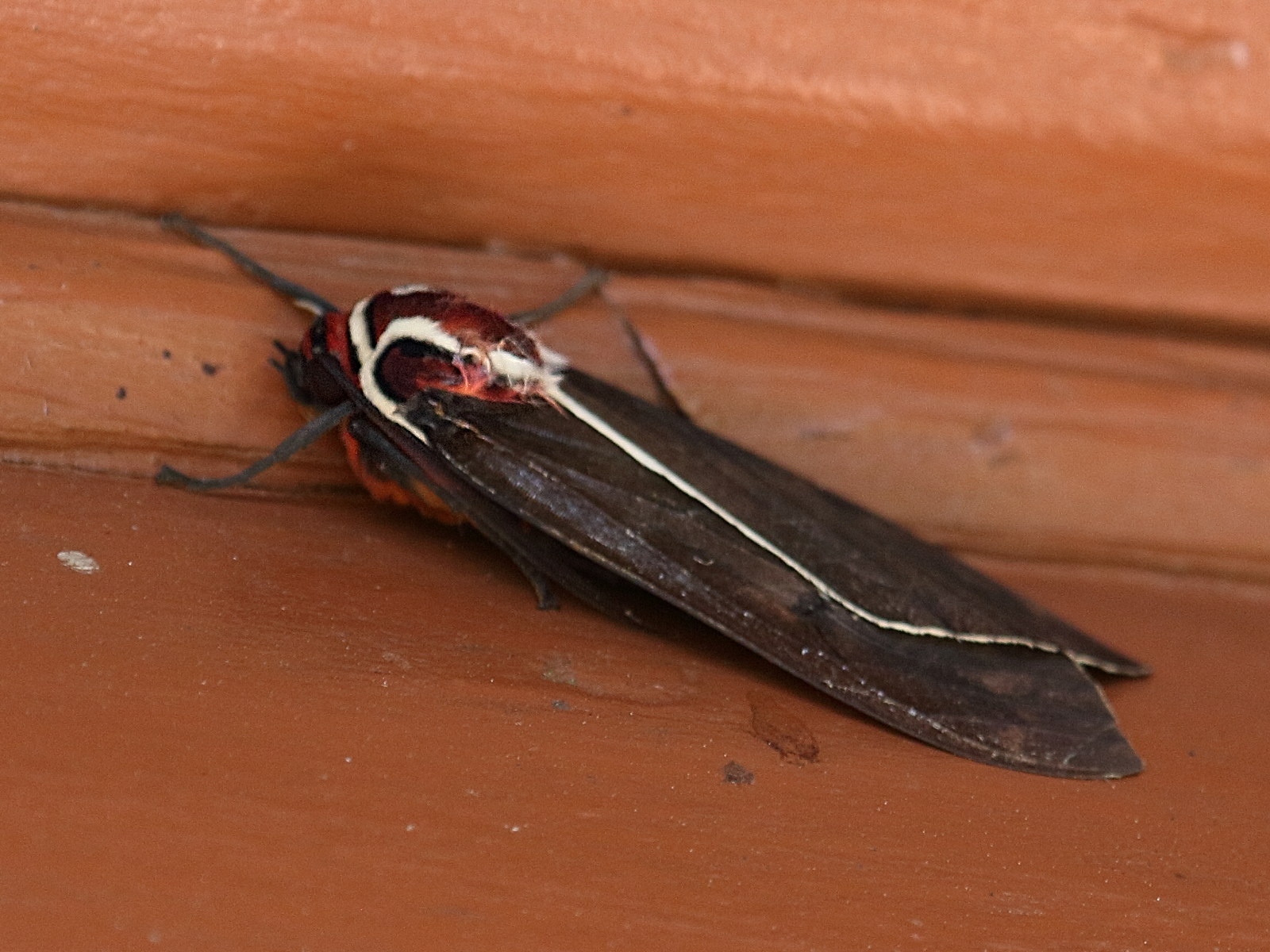 amastus_epicostosia1bd