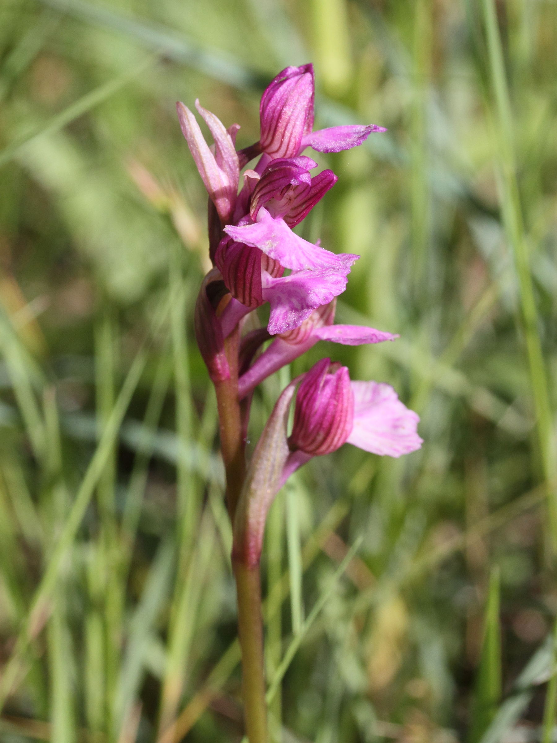 anacamptis_papilionacea4md