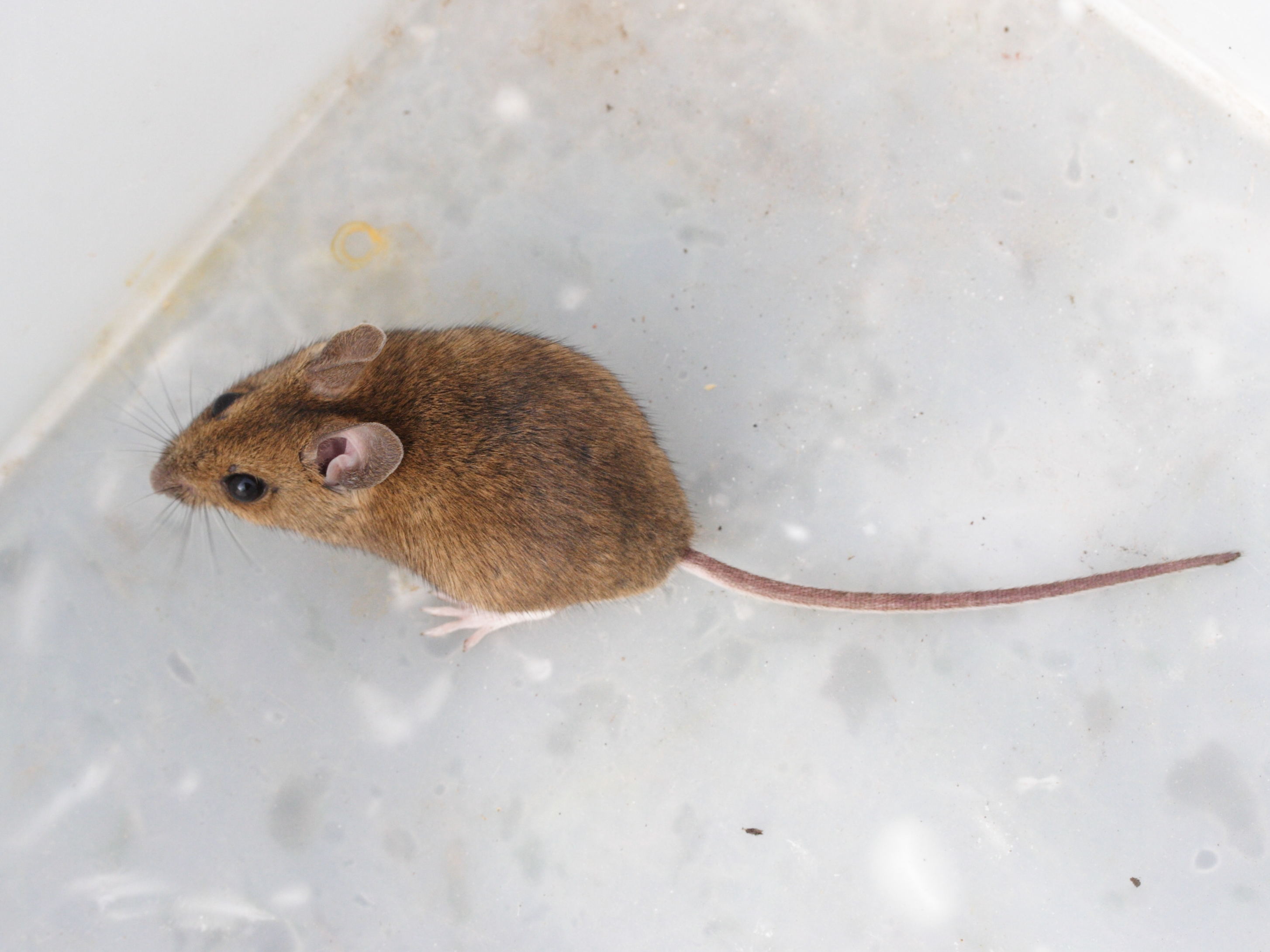 apodemus_sylvaticus6md