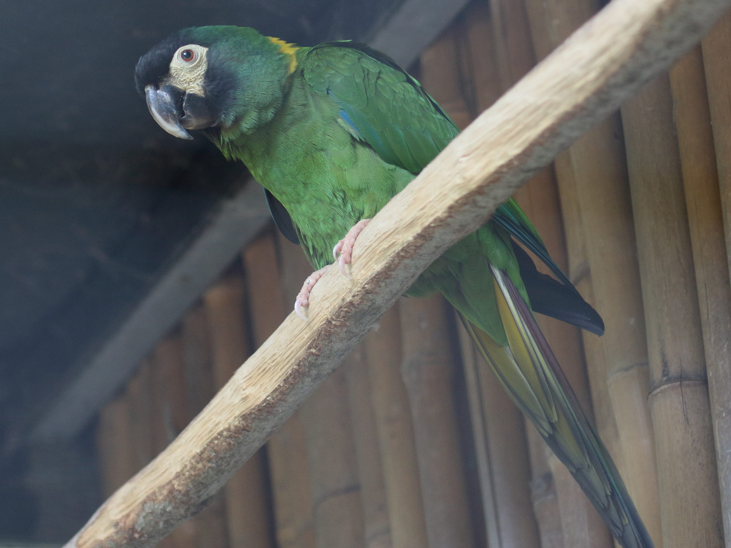 ara_a_collier_jaune_-_primolius_auricollis2bd