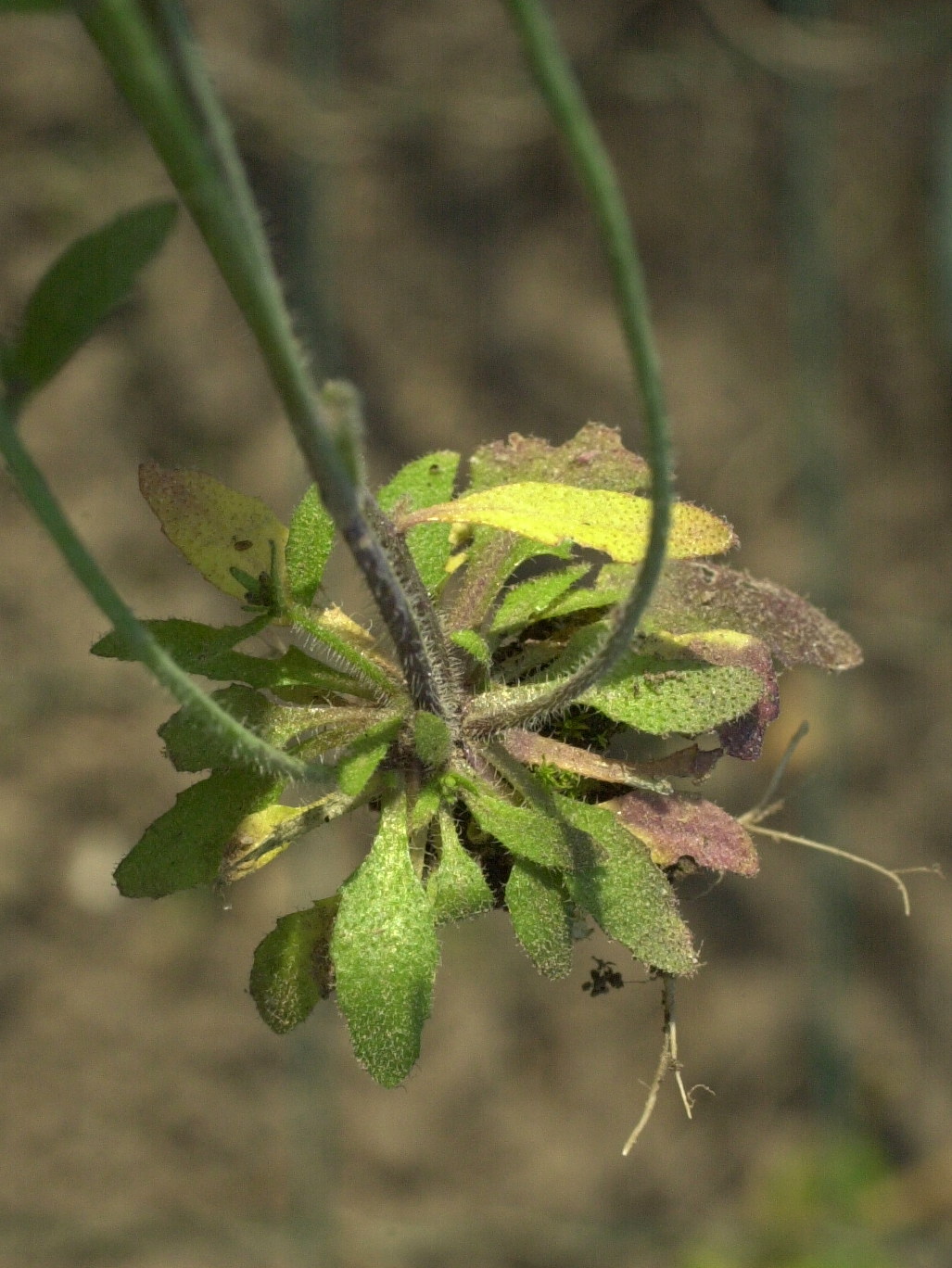 Afficher le média arabidopsis_thaliana2md arabidopsis_thaliana2md