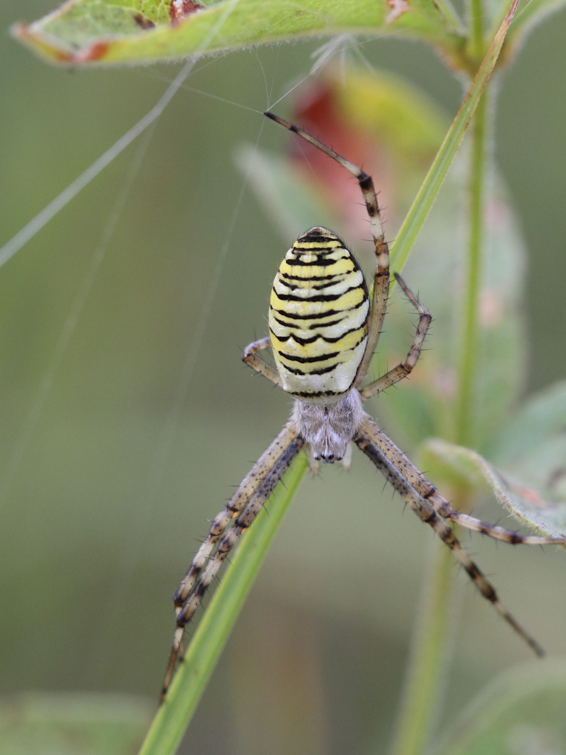Afficher le média argiope_bruennichi2bbd argiope_bruennichi2bbd