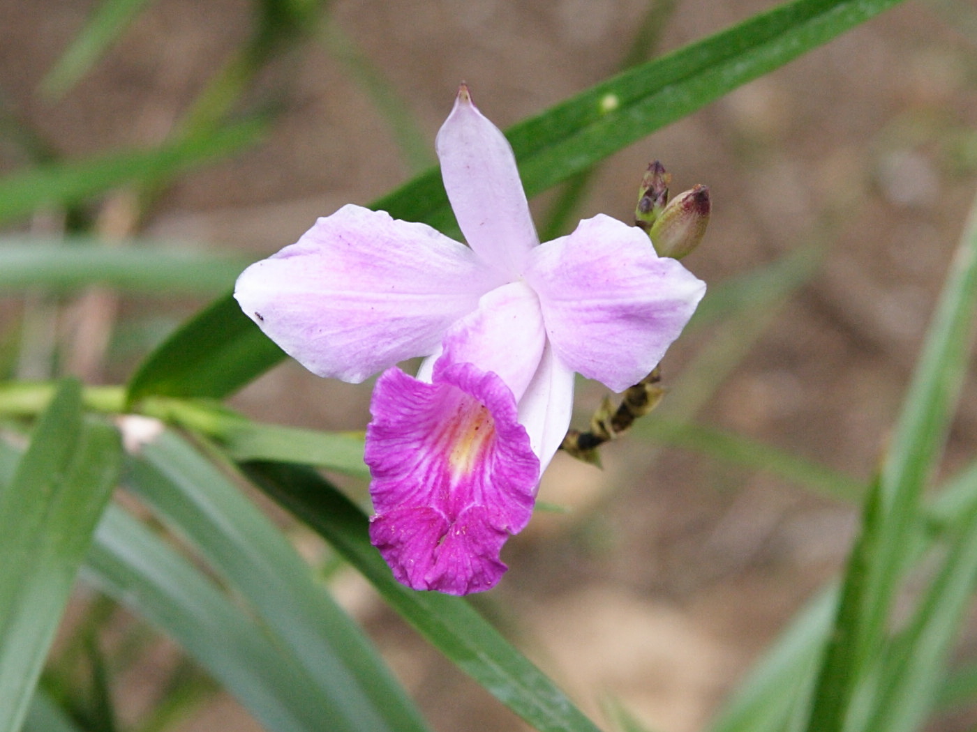 arundina_graminifolia2md