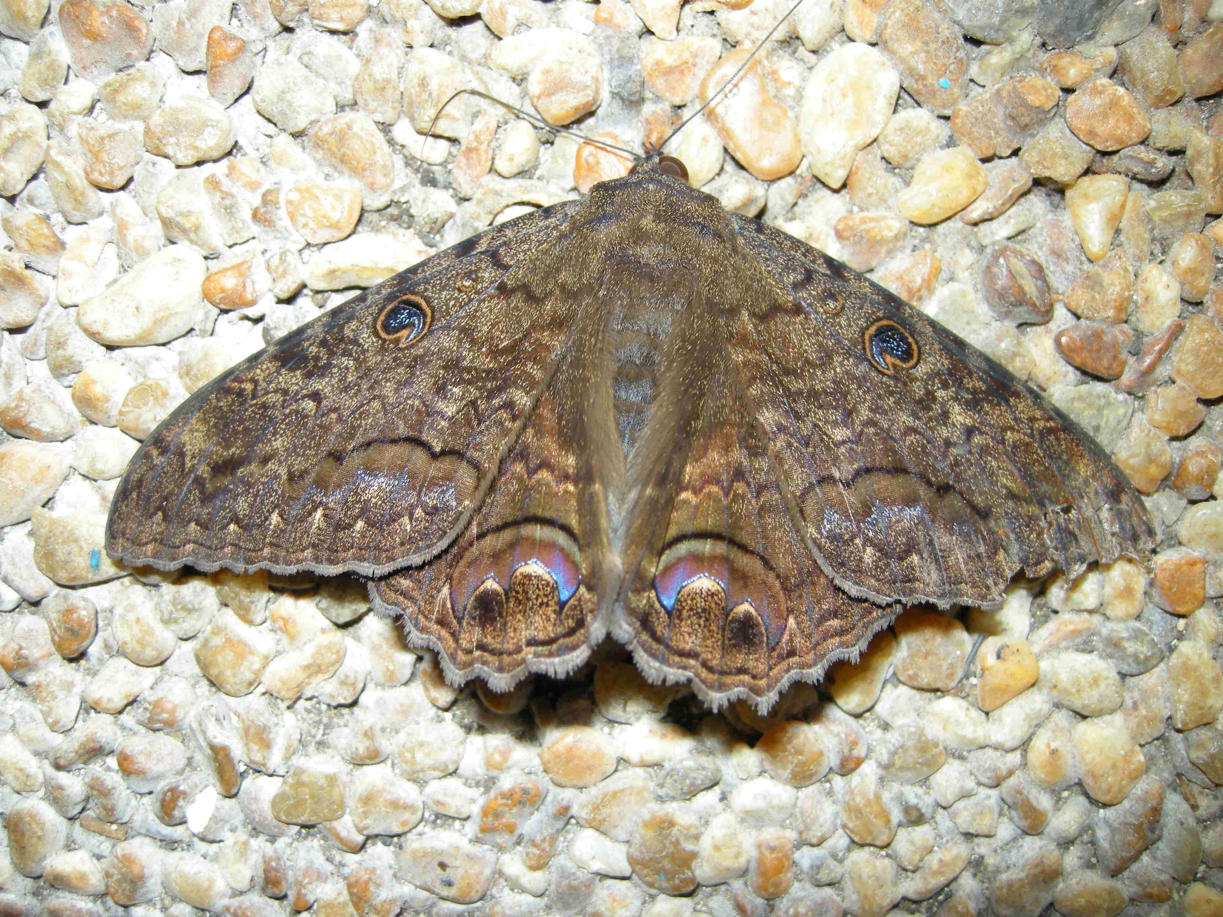 ascalapha_odorata3md