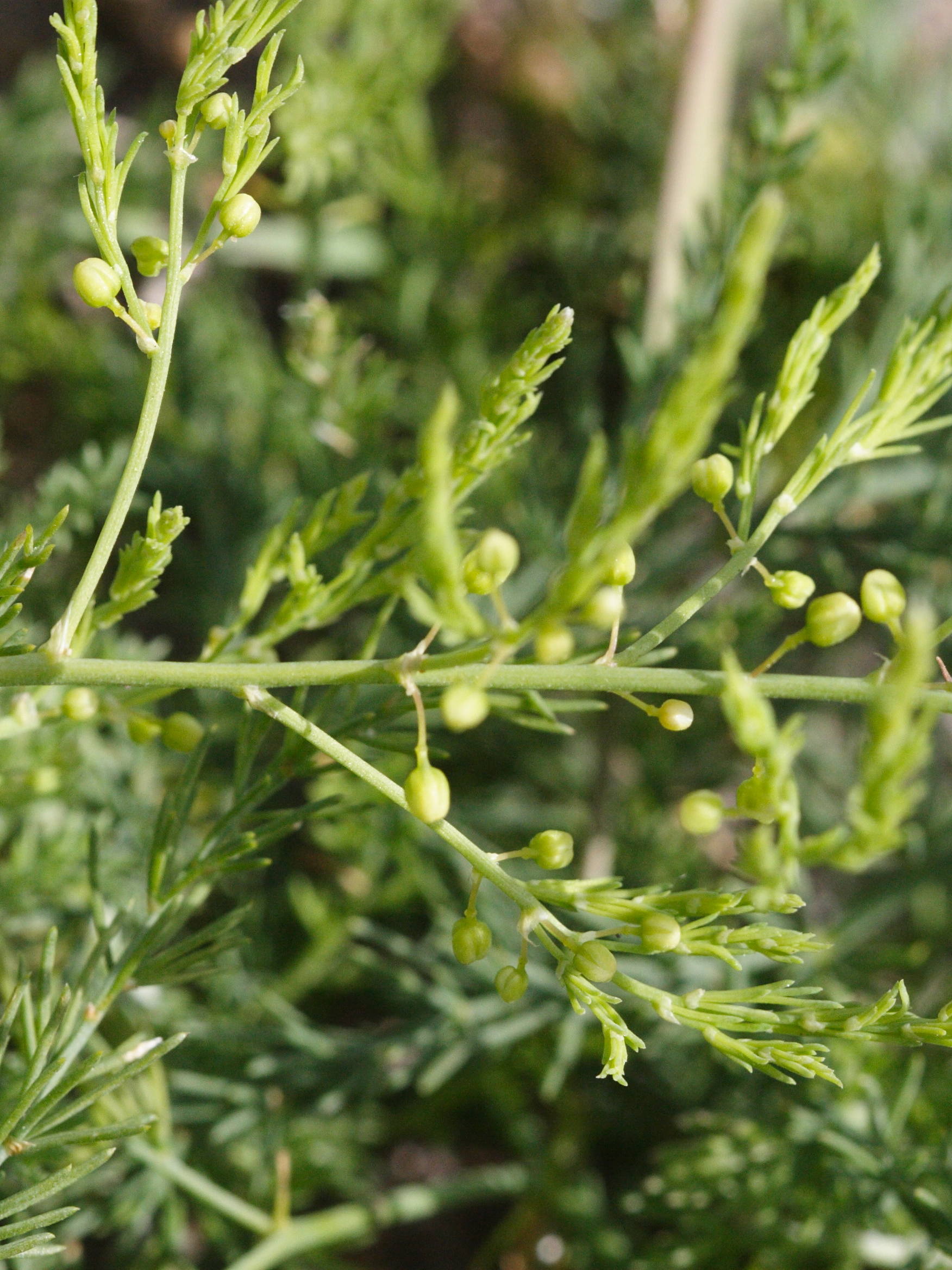 asparagus_officinalis_prostratus3md