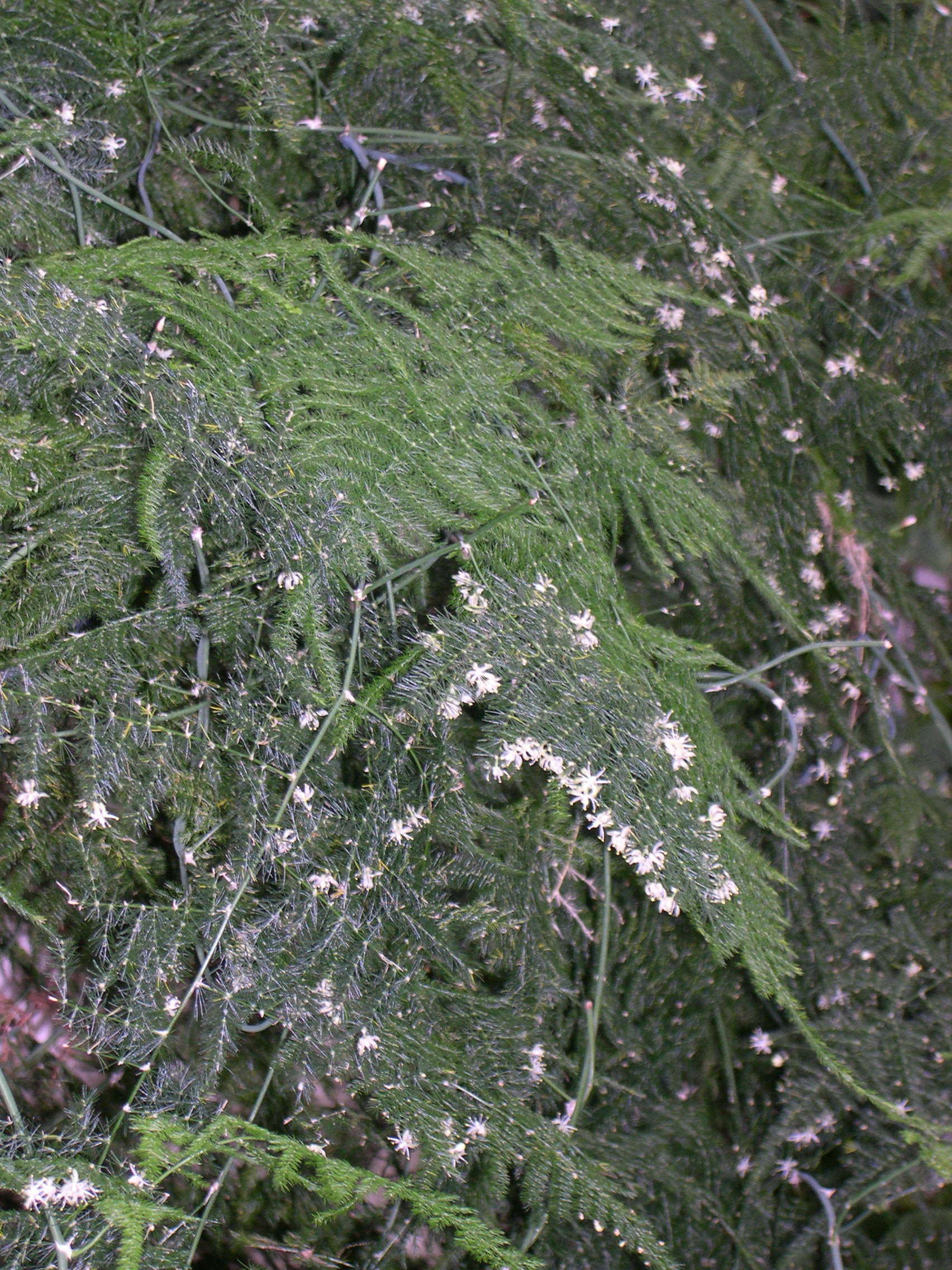 asparagus_plumosus3md