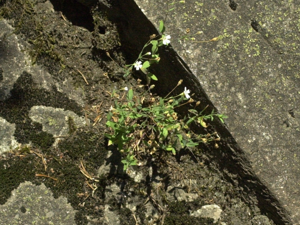 Afficher le média atocion_rupestris1md atocion_rupestris1md