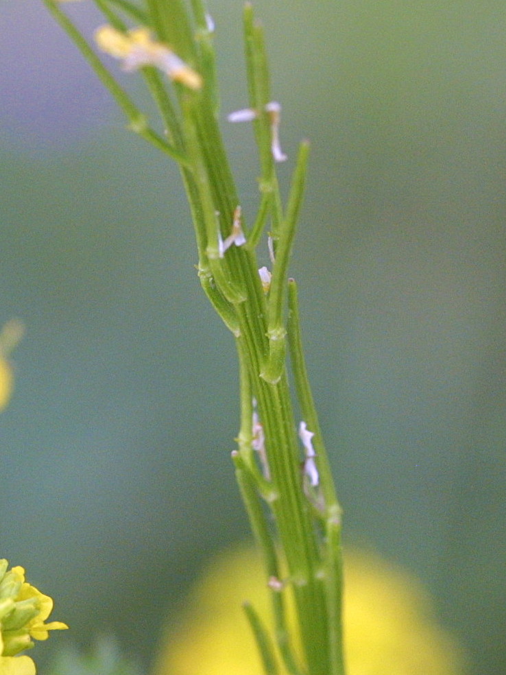 Afficher le média barbarea_vulgaris3amd barbarea_vulgaris3amd