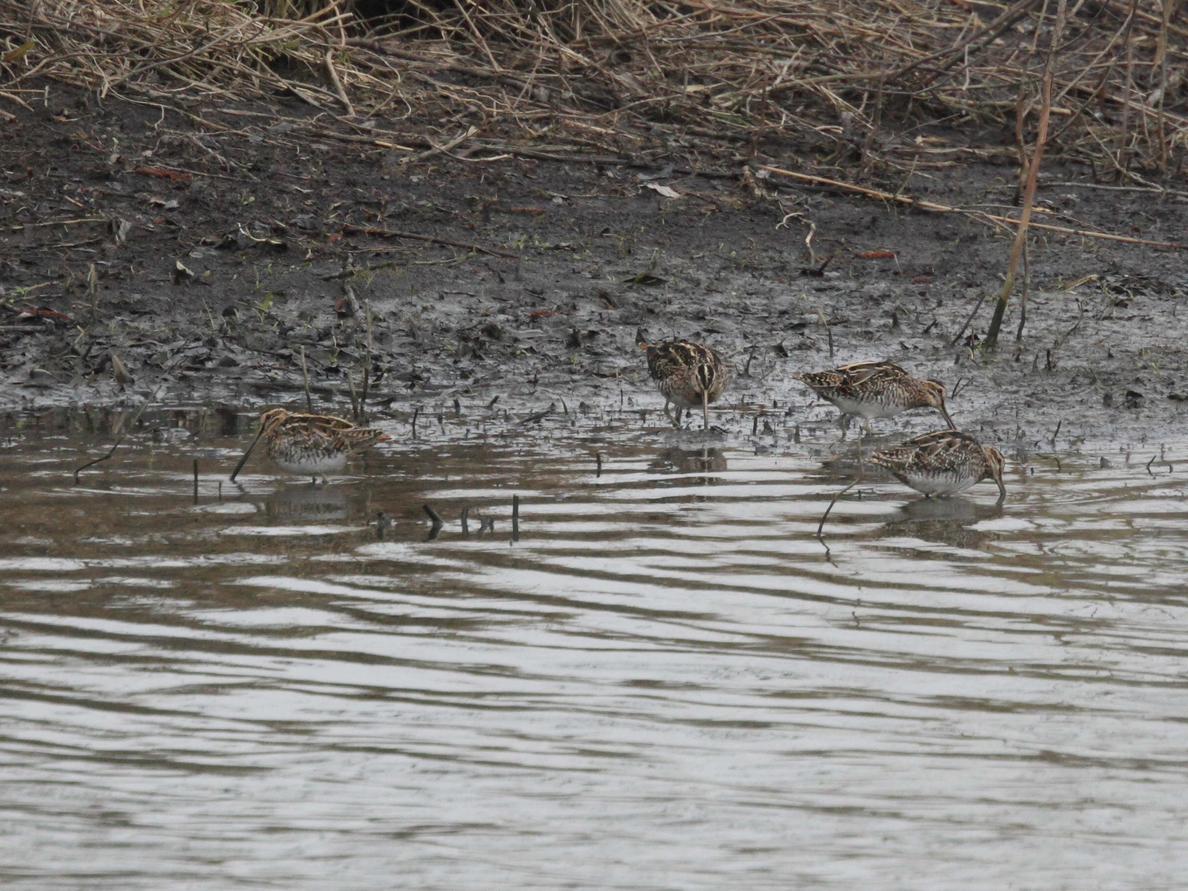 Afficher le média becassine_des_marais_-_gallinago_gallinago4md becassine_des_marais_-_gallinago_gallinago4md