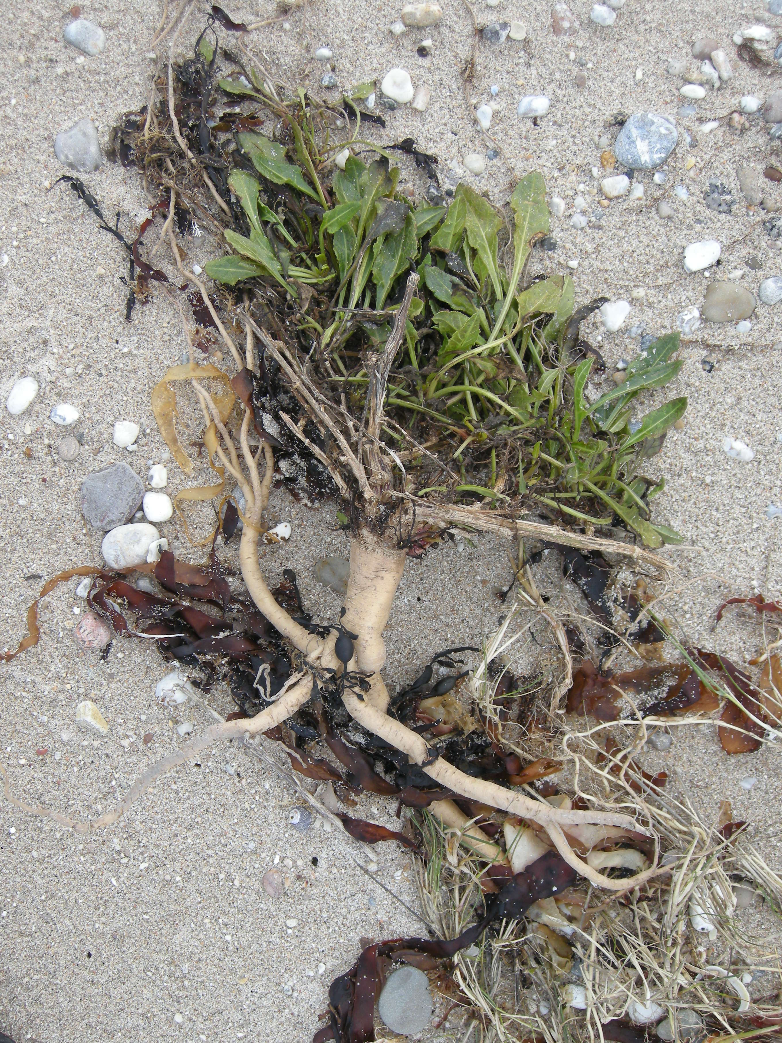 Afficher le média beta_maritima7md beta_maritima7md