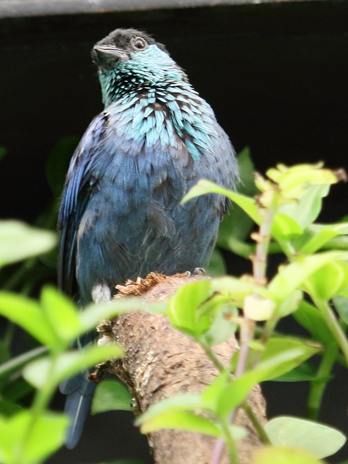 calliste_a_calotte_noire_-_tangara_heinei1bd