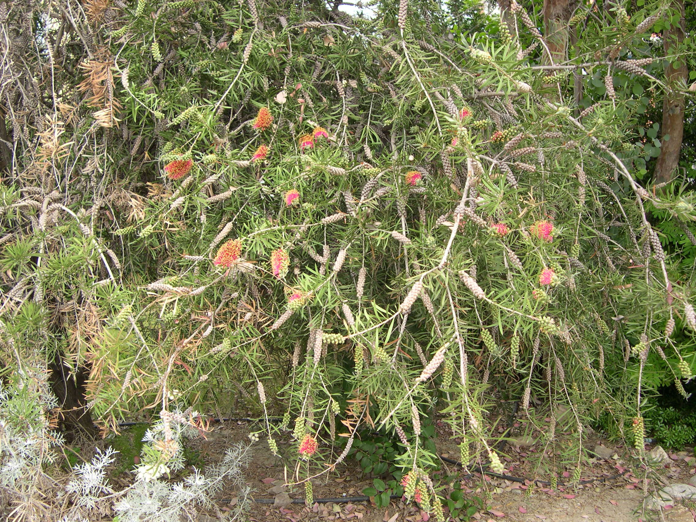 Afficher le média callistemon_viminalis1md callistemon_viminalis1md