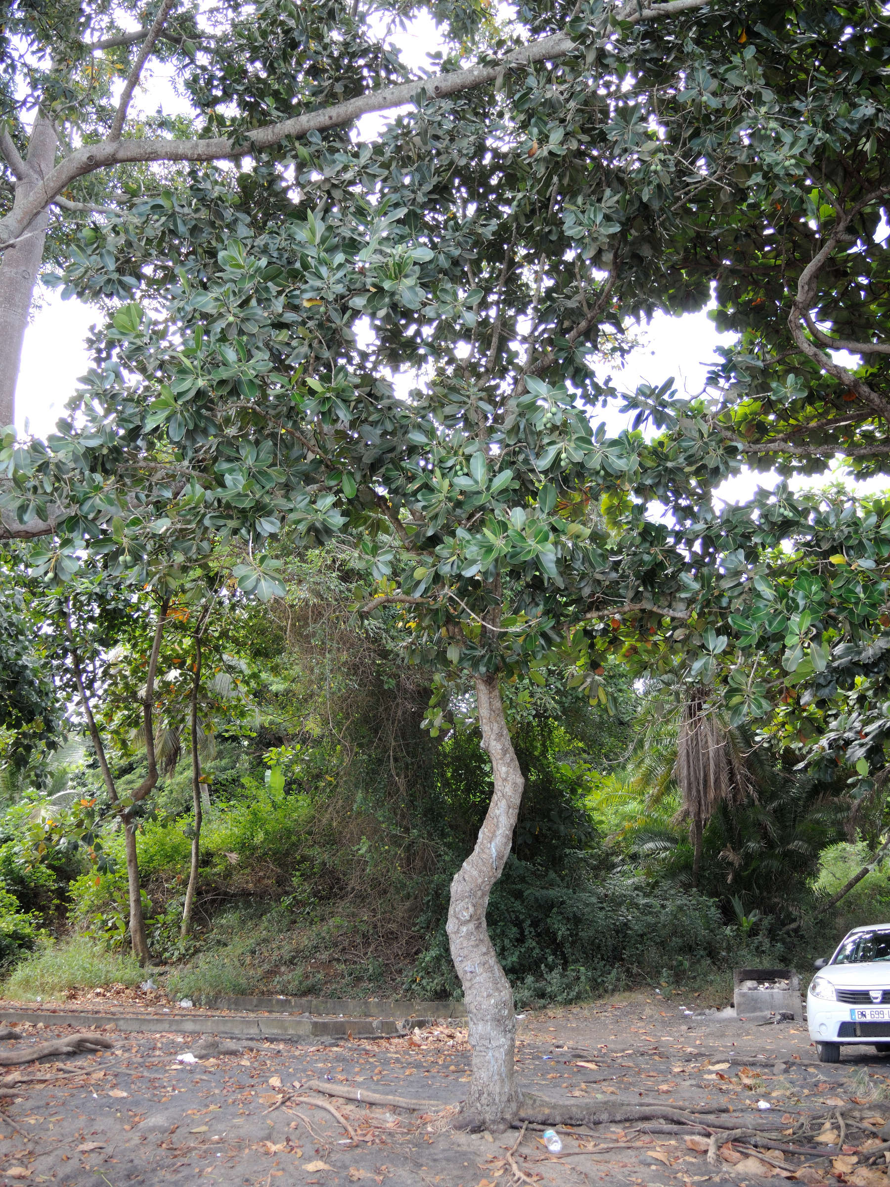 calophyllum_inophyllum6md