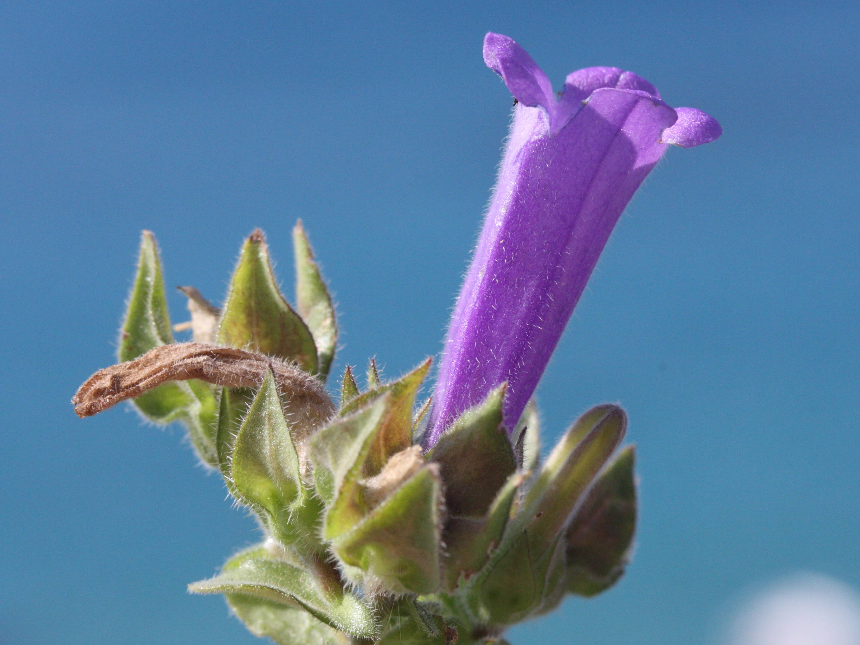 Afficher le média campanula_hagielia2md campanula_hagielia2md