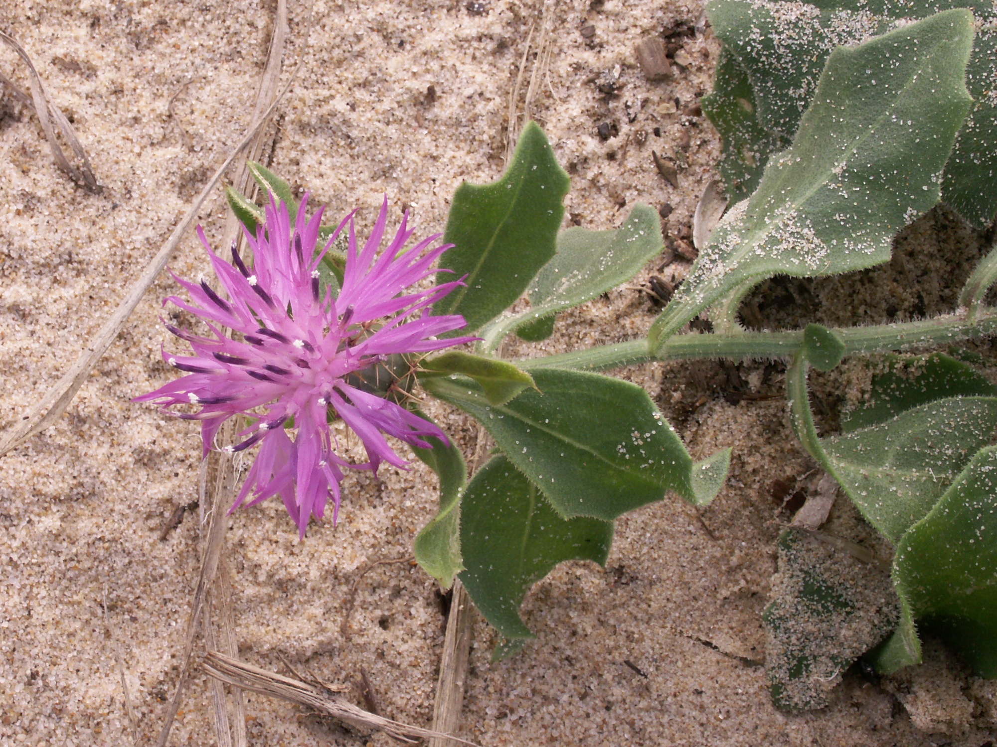 Afficher le média centaurea_sphaerocephala3bd centaurea_sphaerocephala3bd