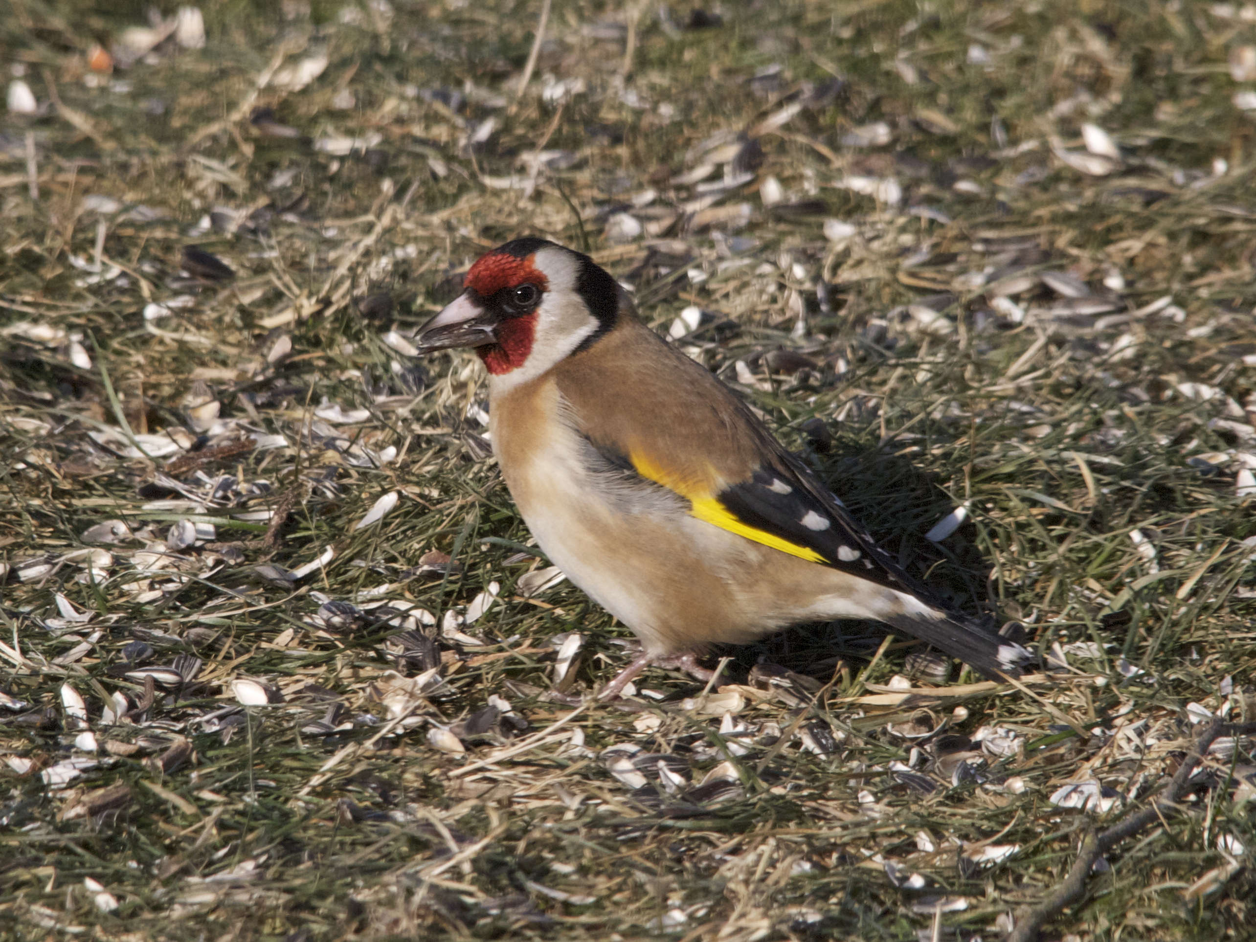 chardonneret_elegant_-_carduelis_carduelis4bd