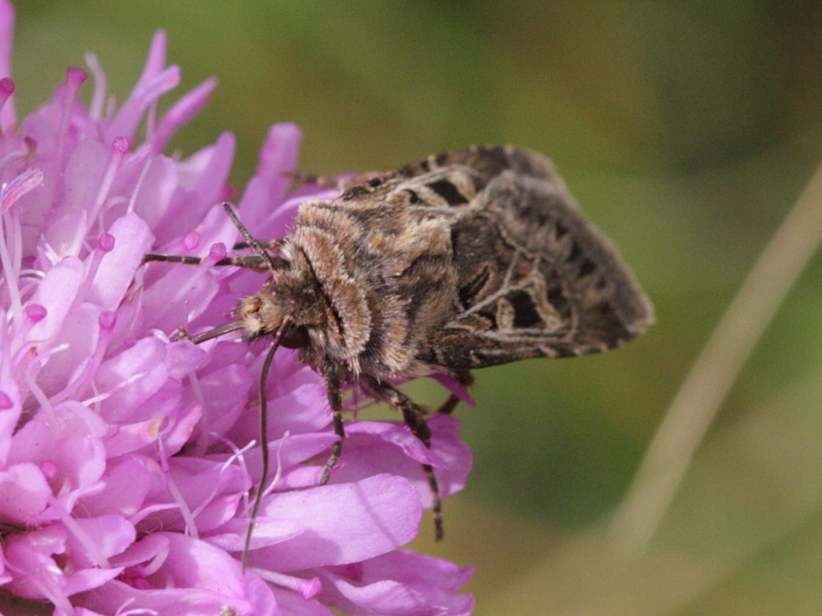 chersotis_alpestris4bd