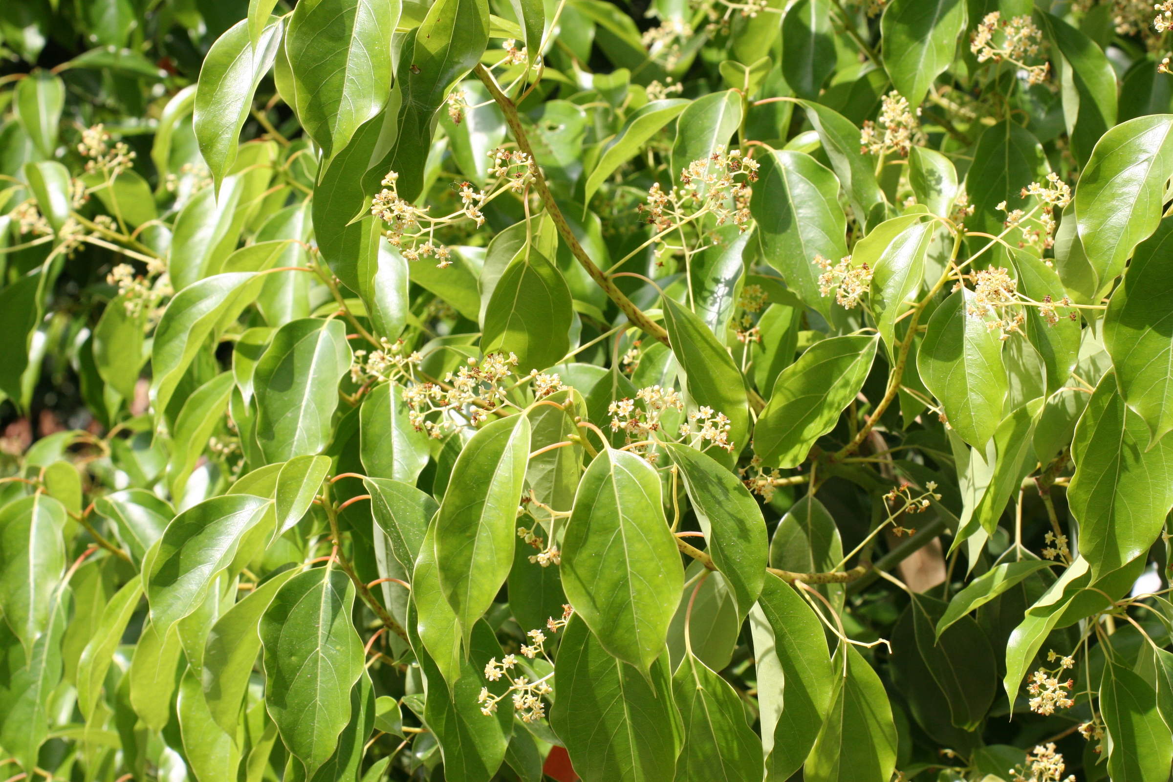 cinnamomum_camphora2md