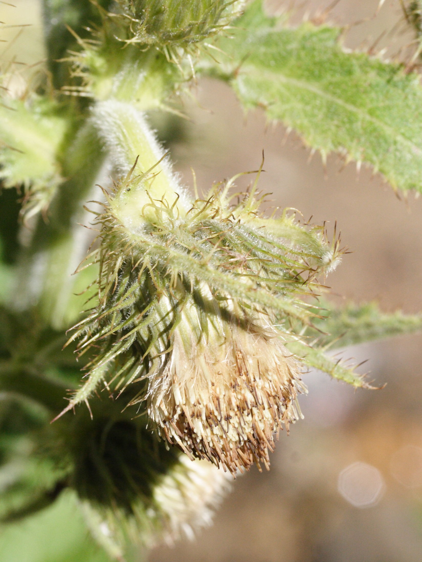 cirsium_carniolicum_carniolicum2md