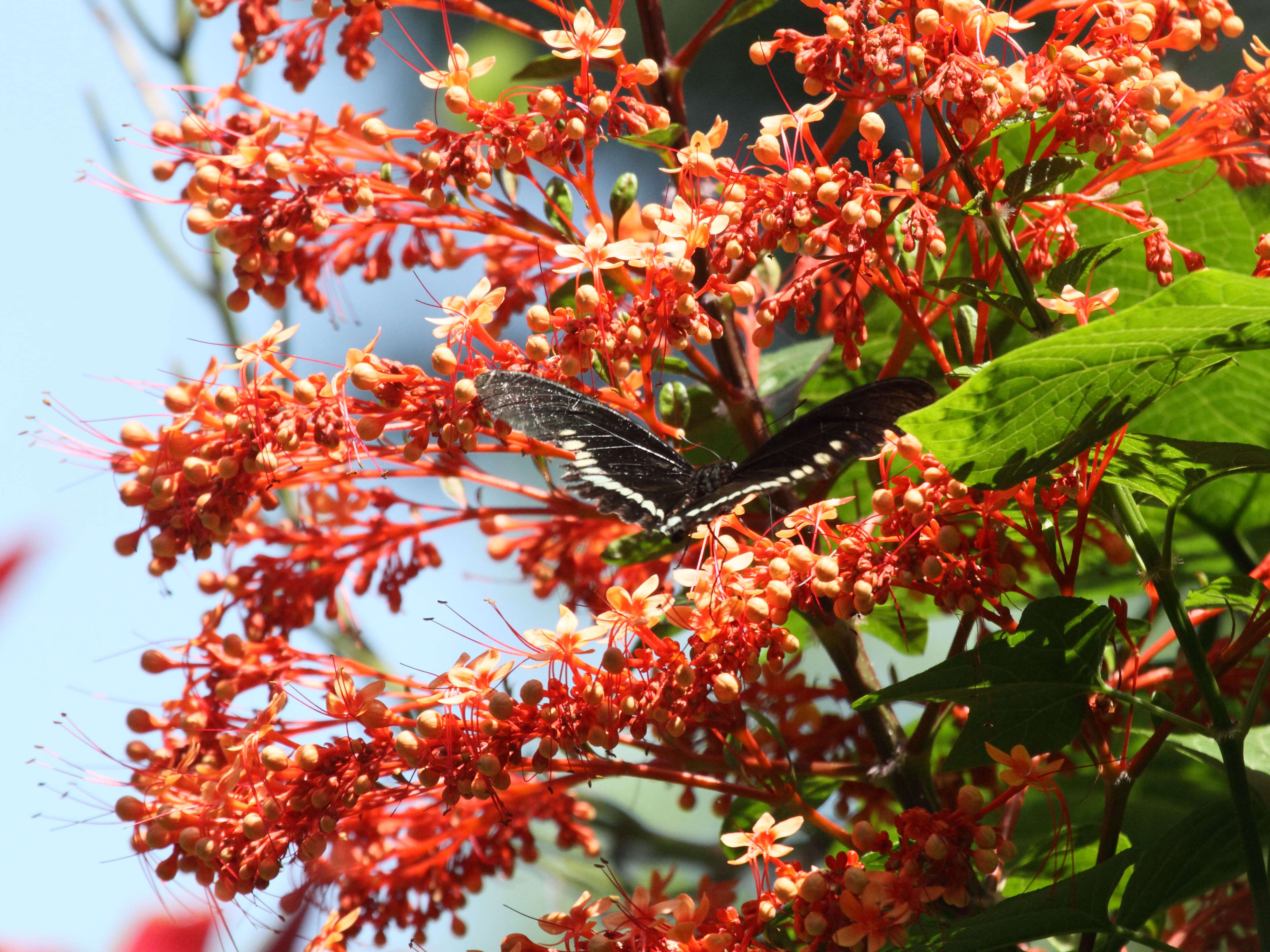 clerodendrum_paniculatum1bd